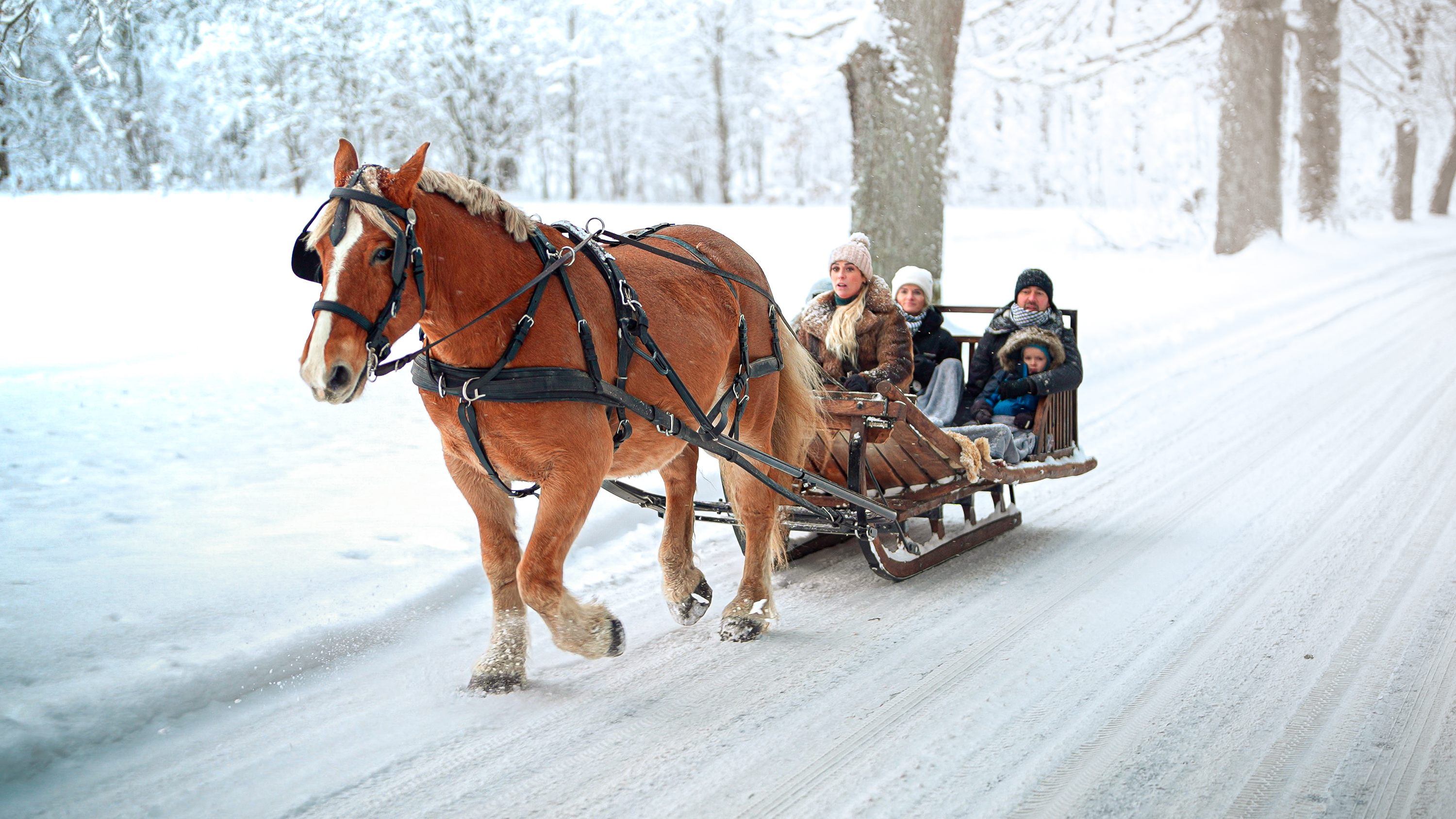 A magical sleigh ride amidst beautiful nature awaits you at Metsapiiga Farm. Horse-drawn sleigh rides offer an unforgettable experience for guests of 