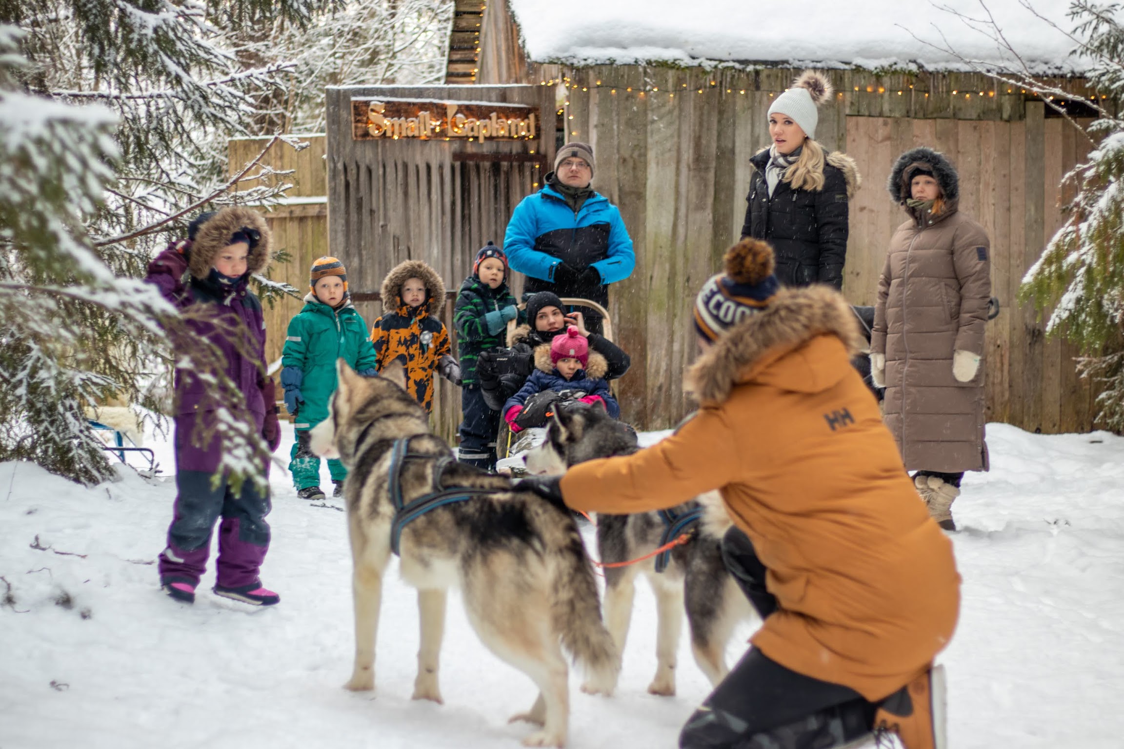 Preparing for Small Lapland sled dog ride