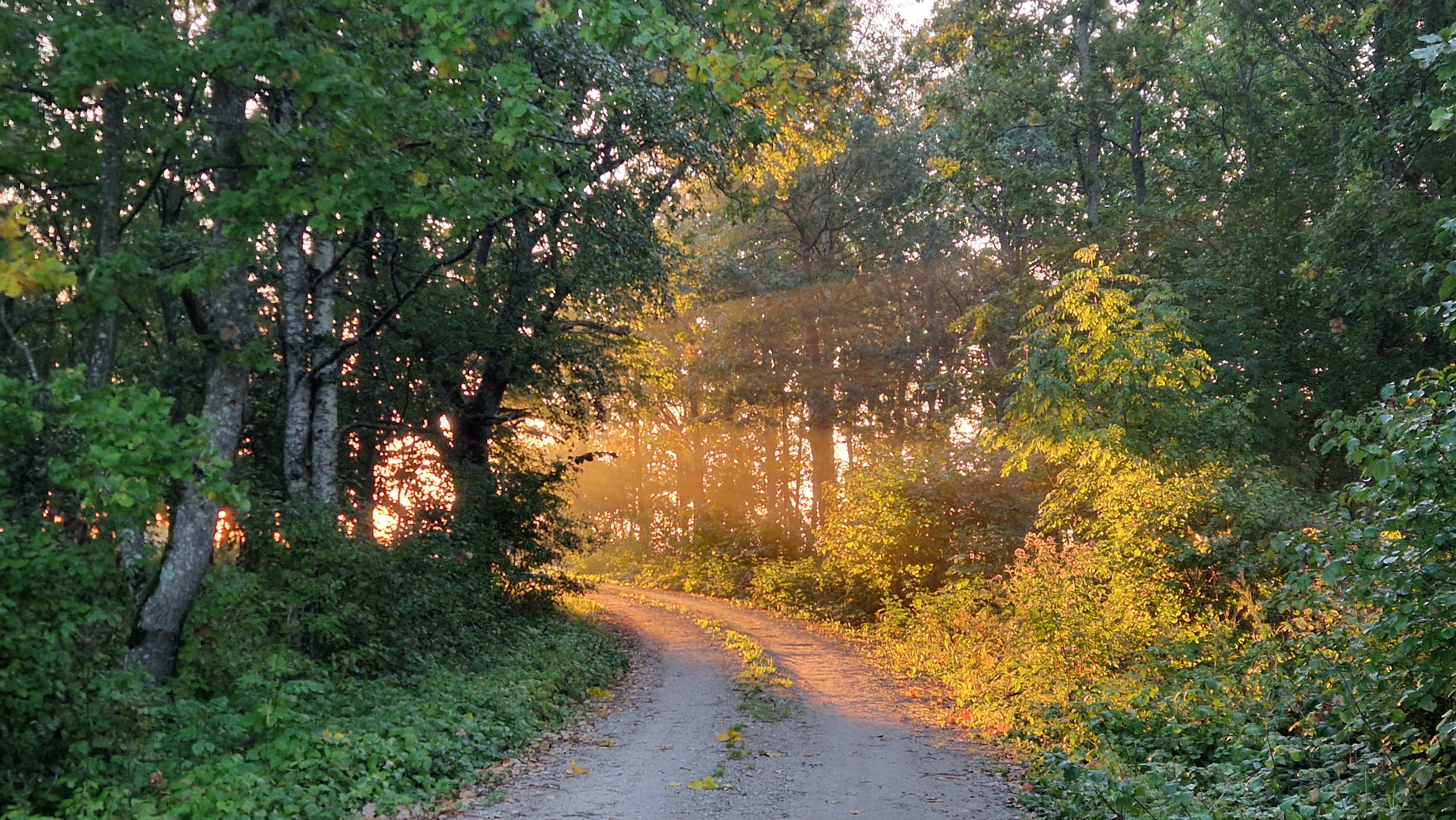 Loode Oak Forest includes an old oak forest, a wooded meadow and a pasture, a coastal meadow, and rare plant and animal species. It can be assumed tha