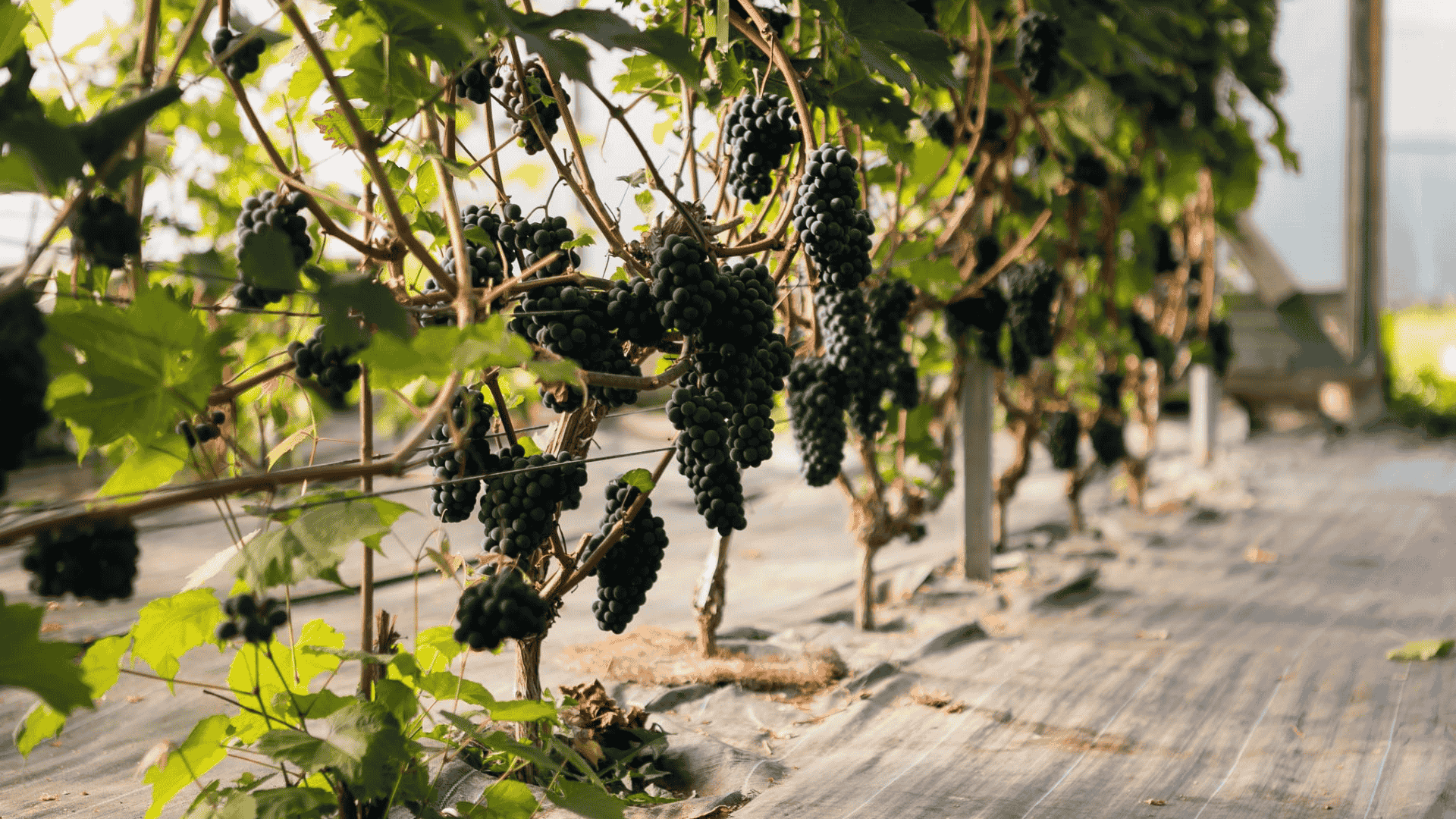 You are welcome to the Murimäe Winery, located between the hills of Otepää, Valga County. Here you can get an overview of Estonian viticulture, cultiv