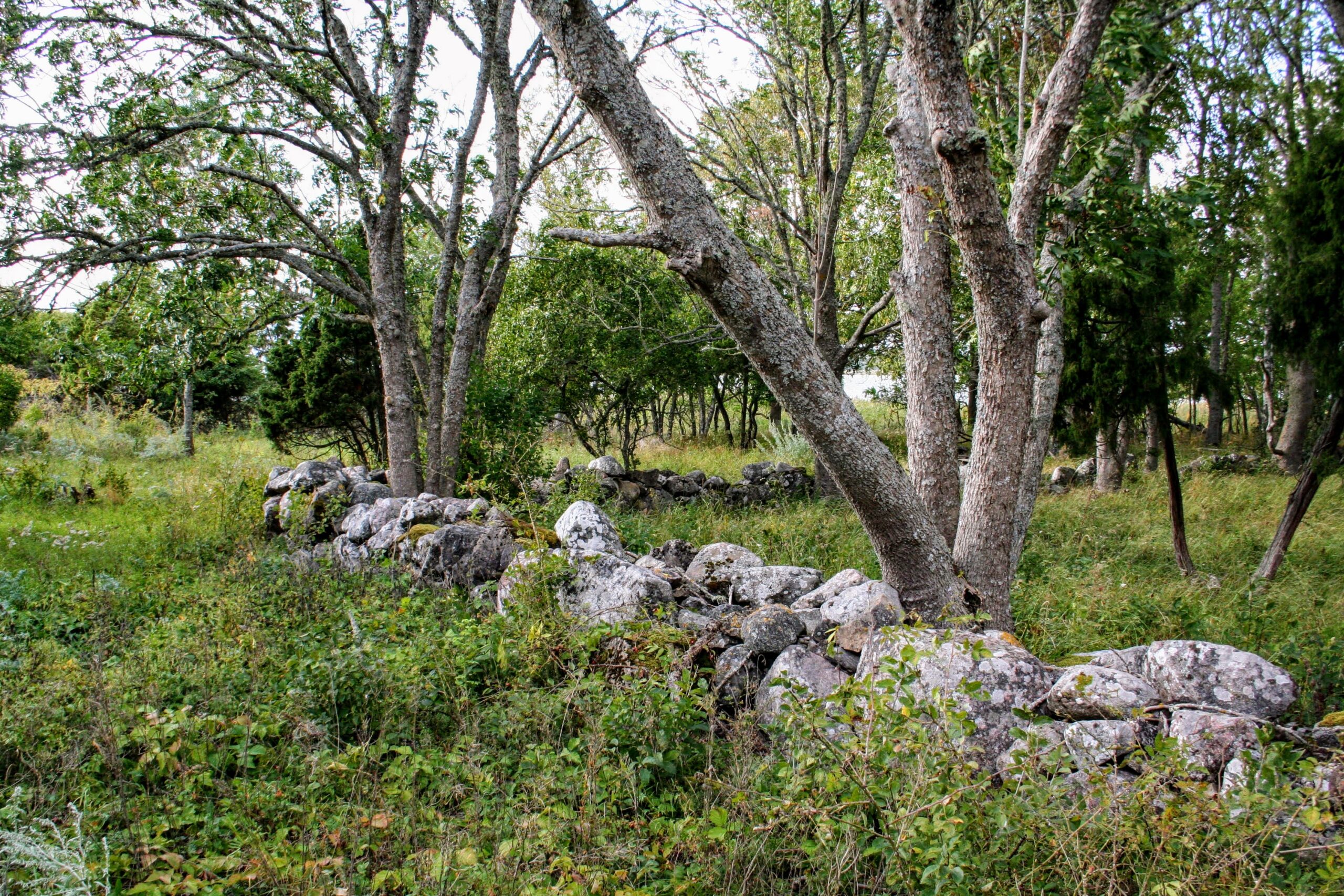 Kõrgelaid