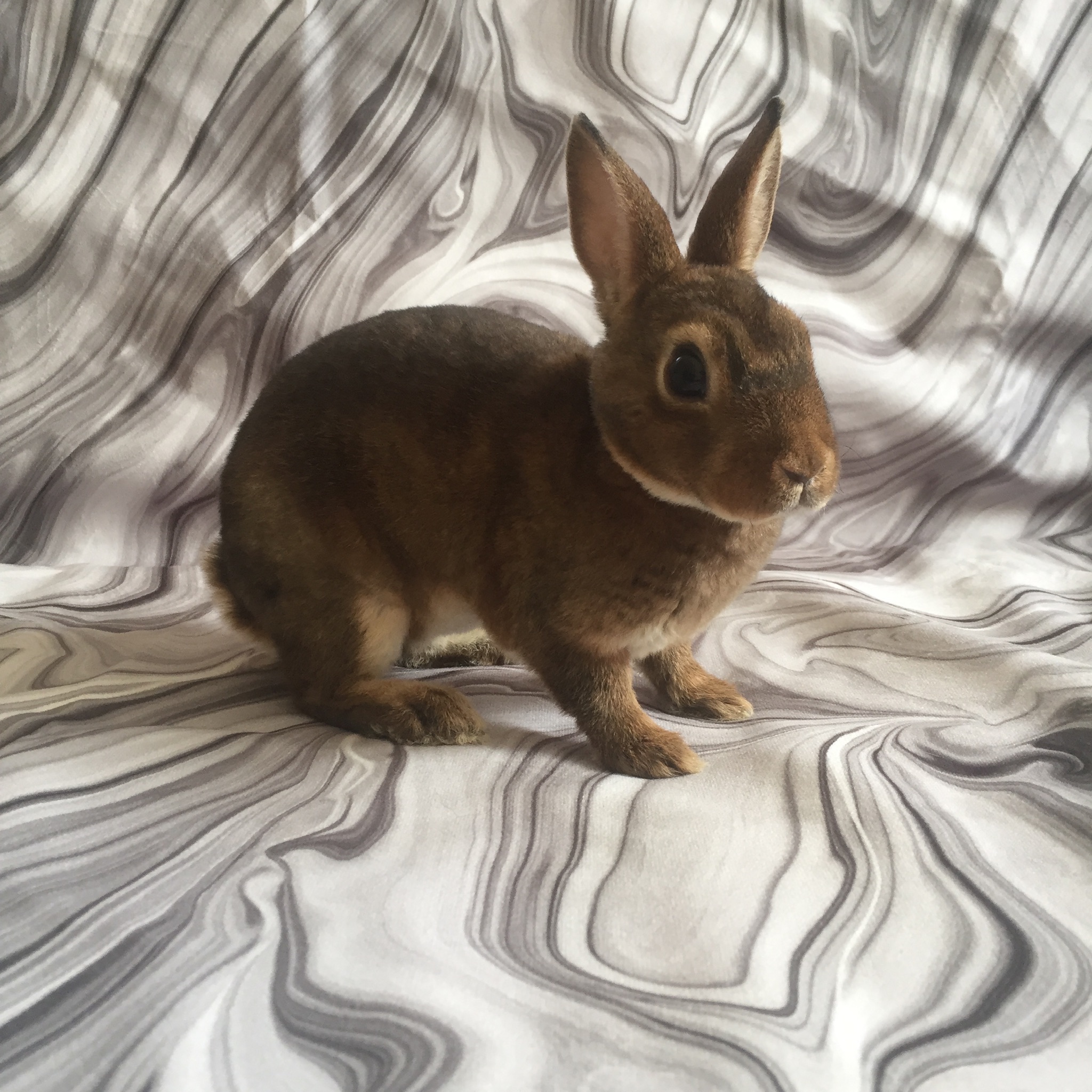 Küülik
