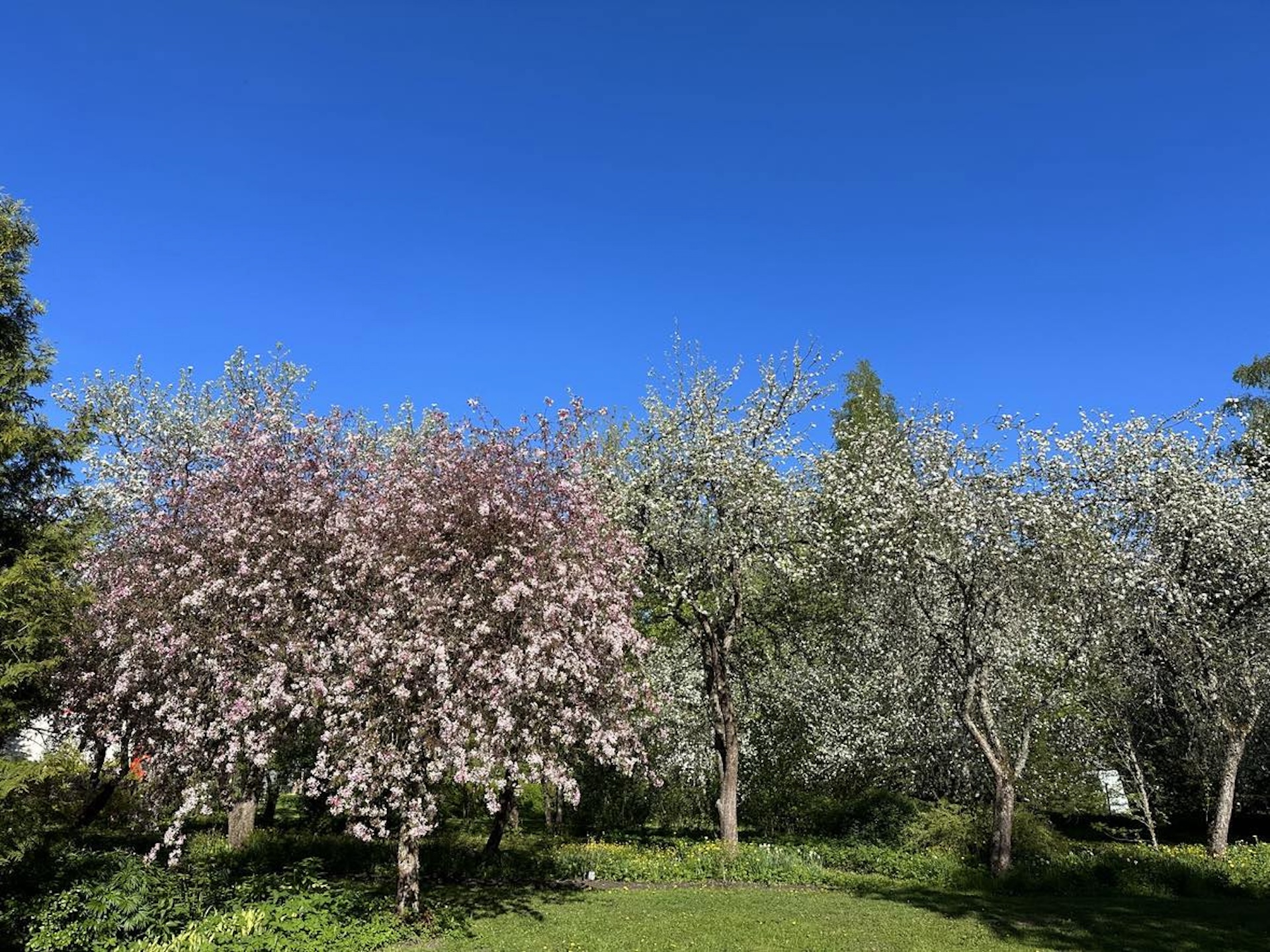Dendropark Smaragd kevadel
