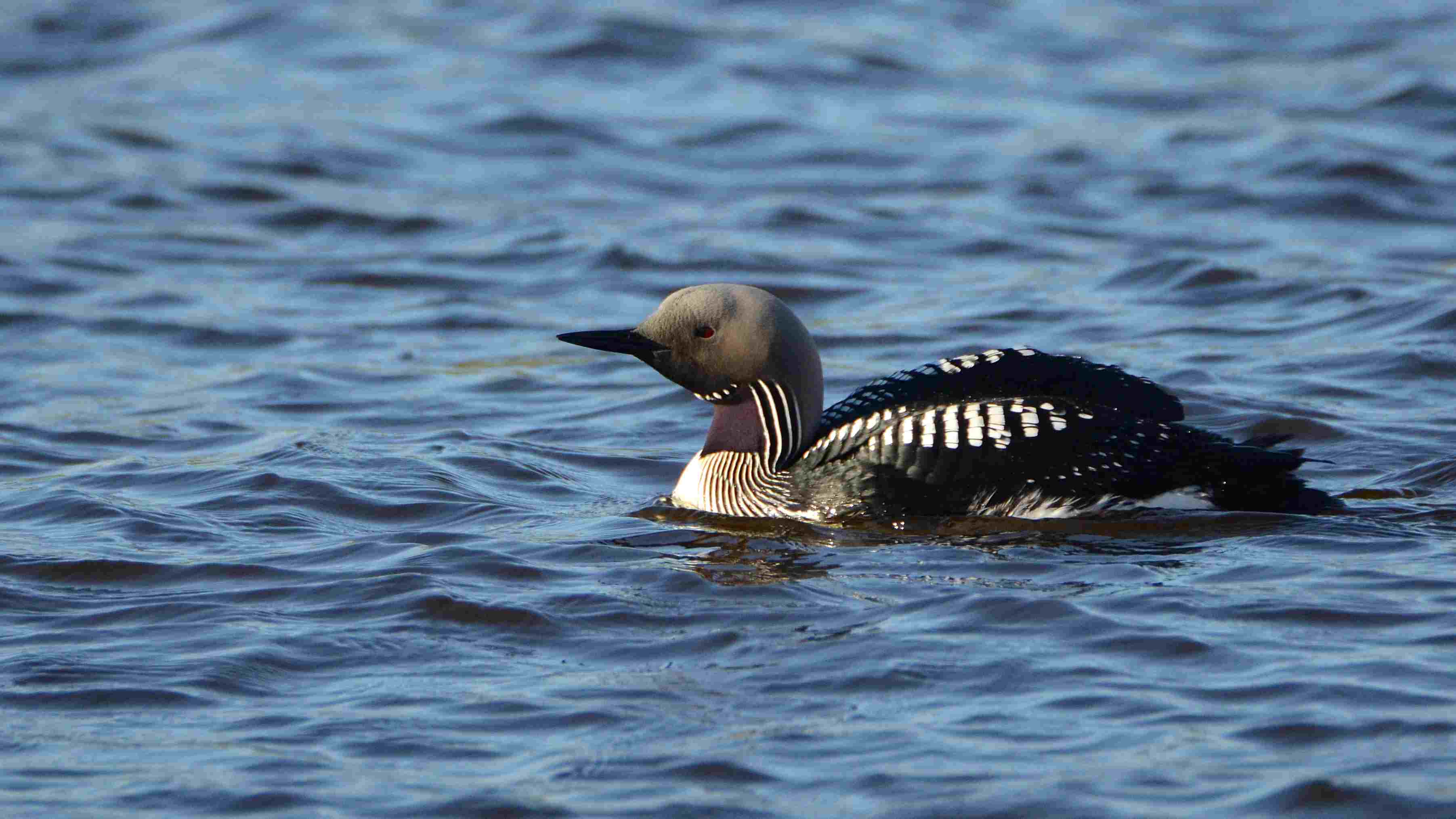 Birdwatching in Southeast Estonia with Loodustaju