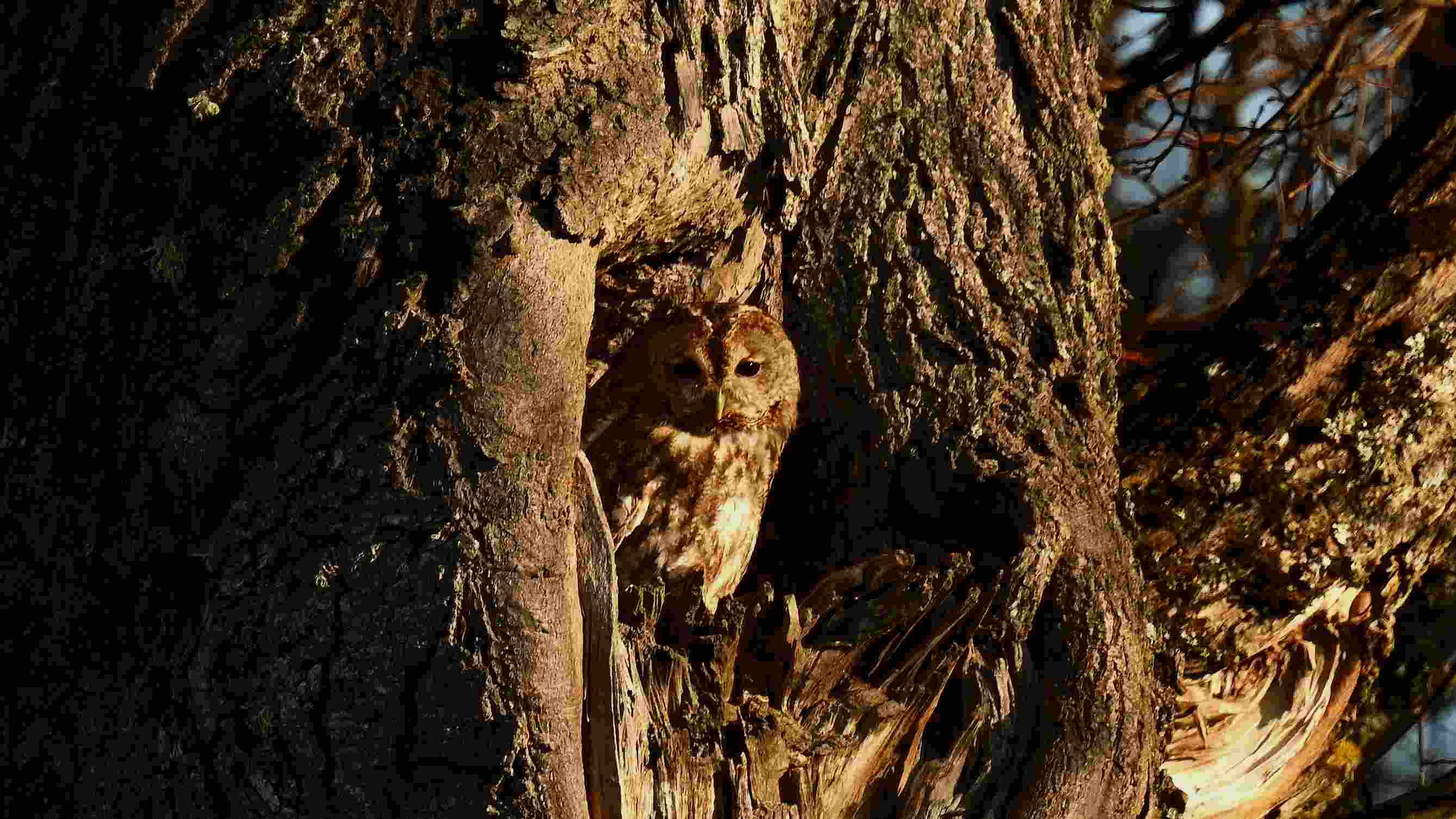 Vogelbeobachtung von Loodustaju in Südostestland