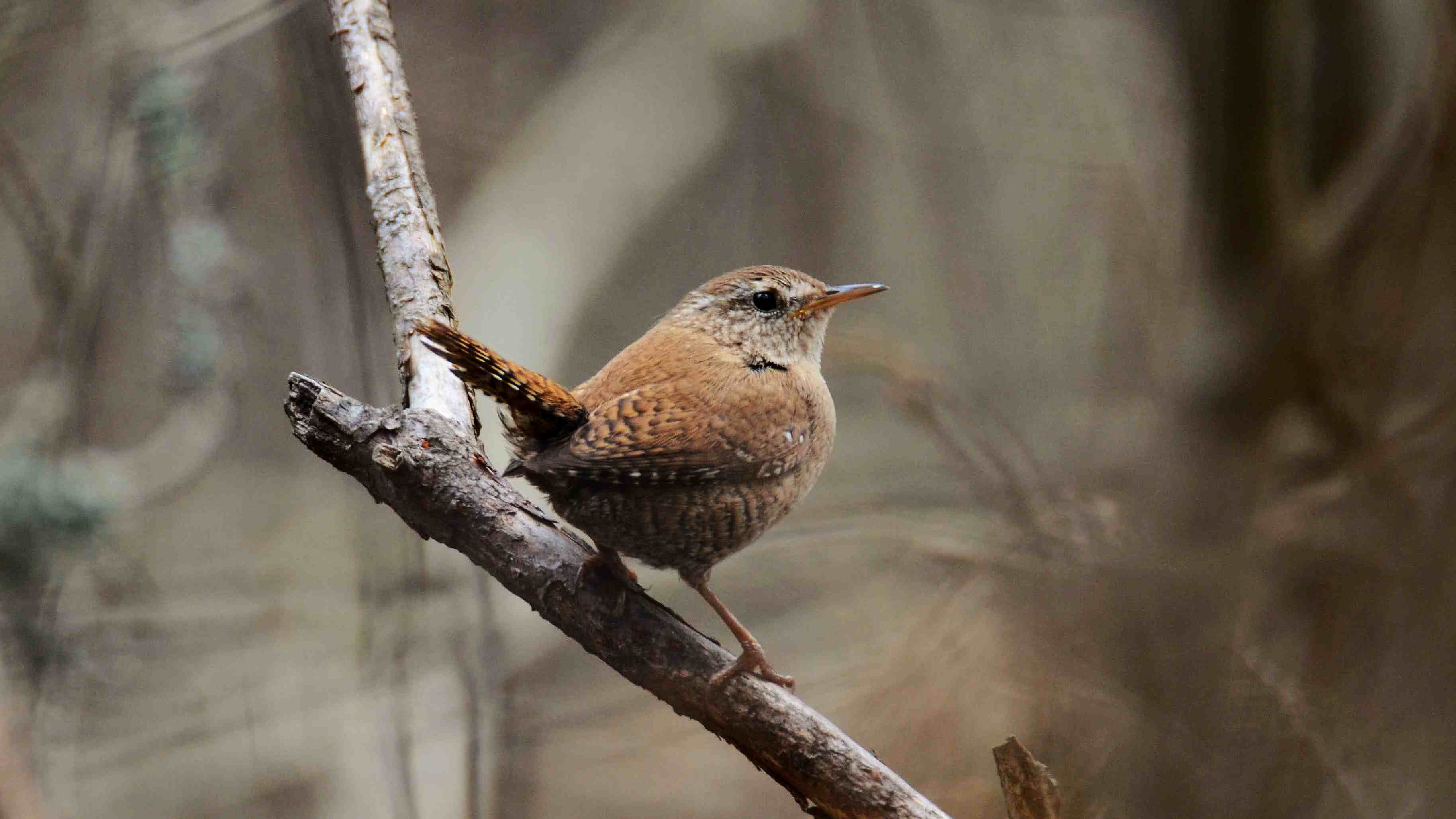 Vogelbeobachtung von Loodustaju in Südostestland