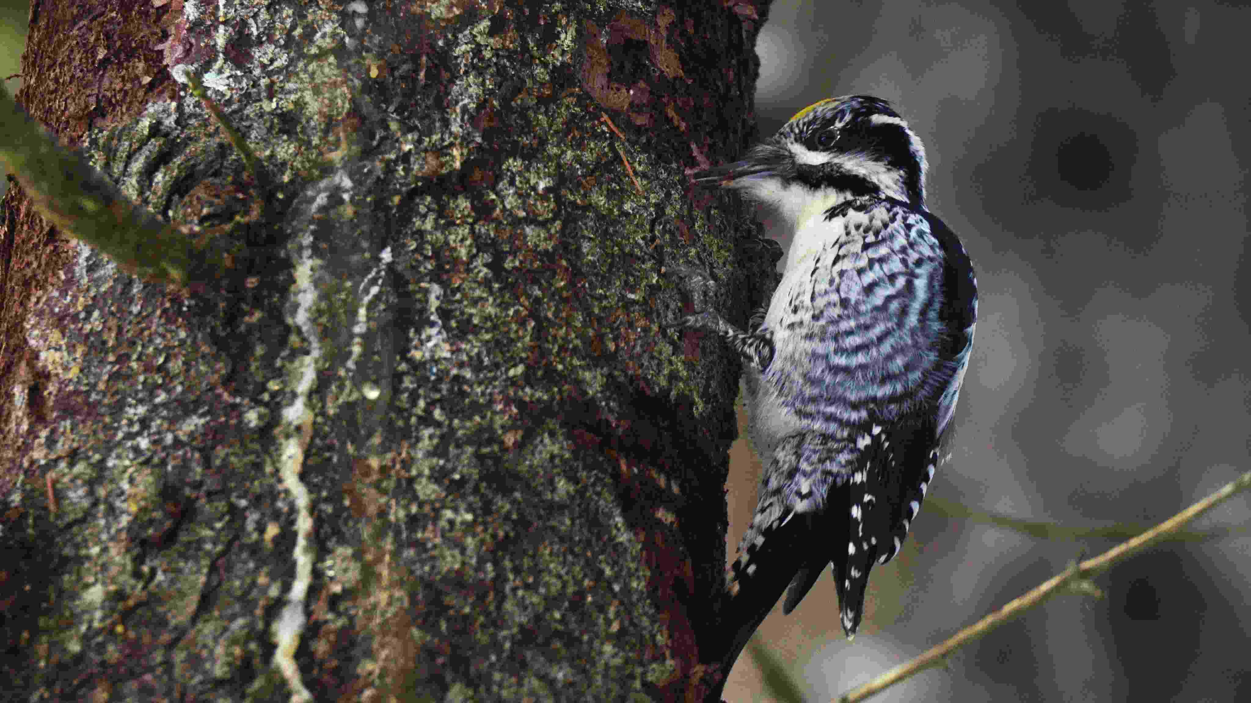 Vogelbeobachtung von Loodustaju in Südostestland