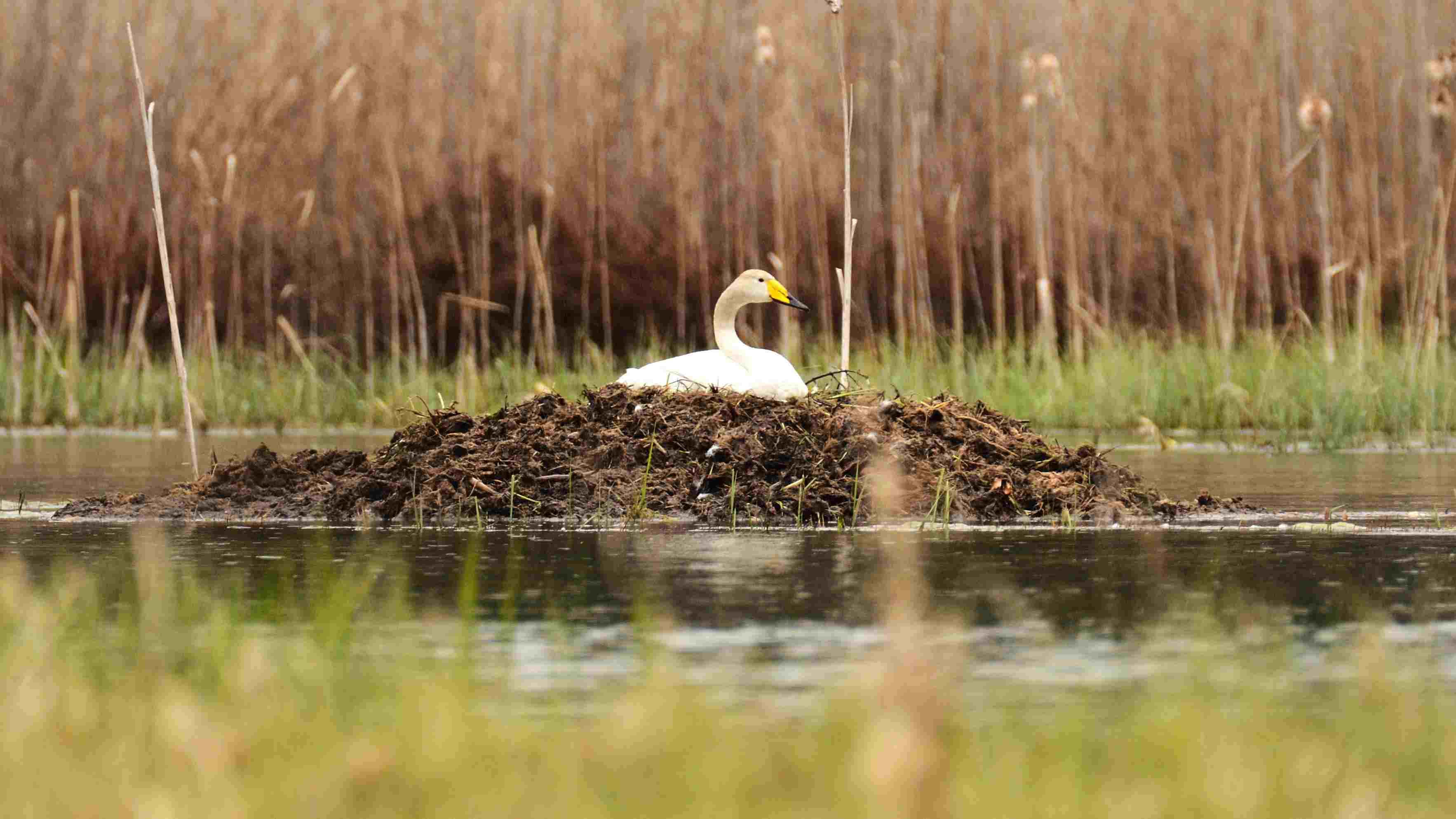 Vogelbeobachtung von Loodustaju in Südostestland