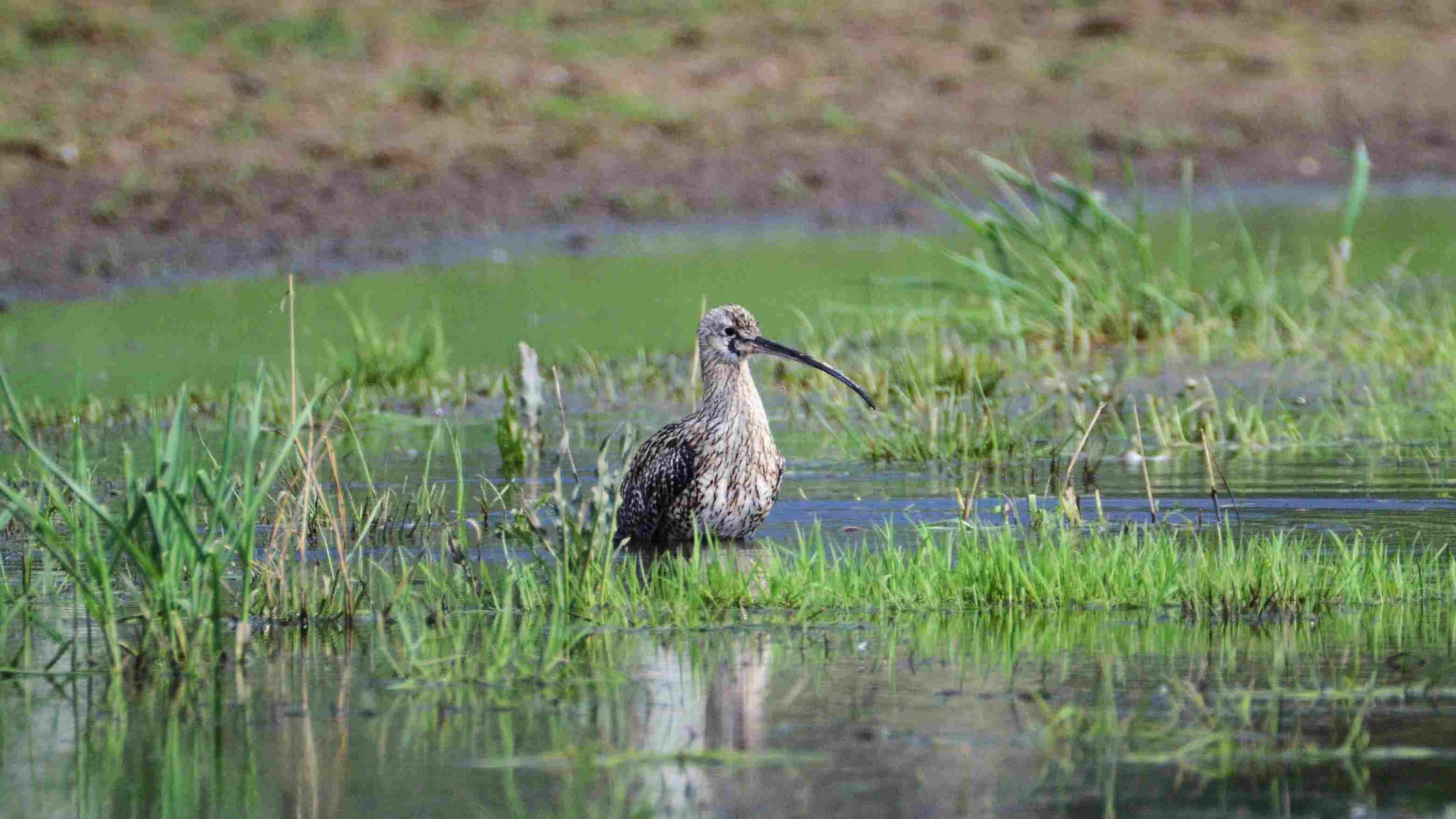 Birdwatching in Southeast Estonia with Loodustaju