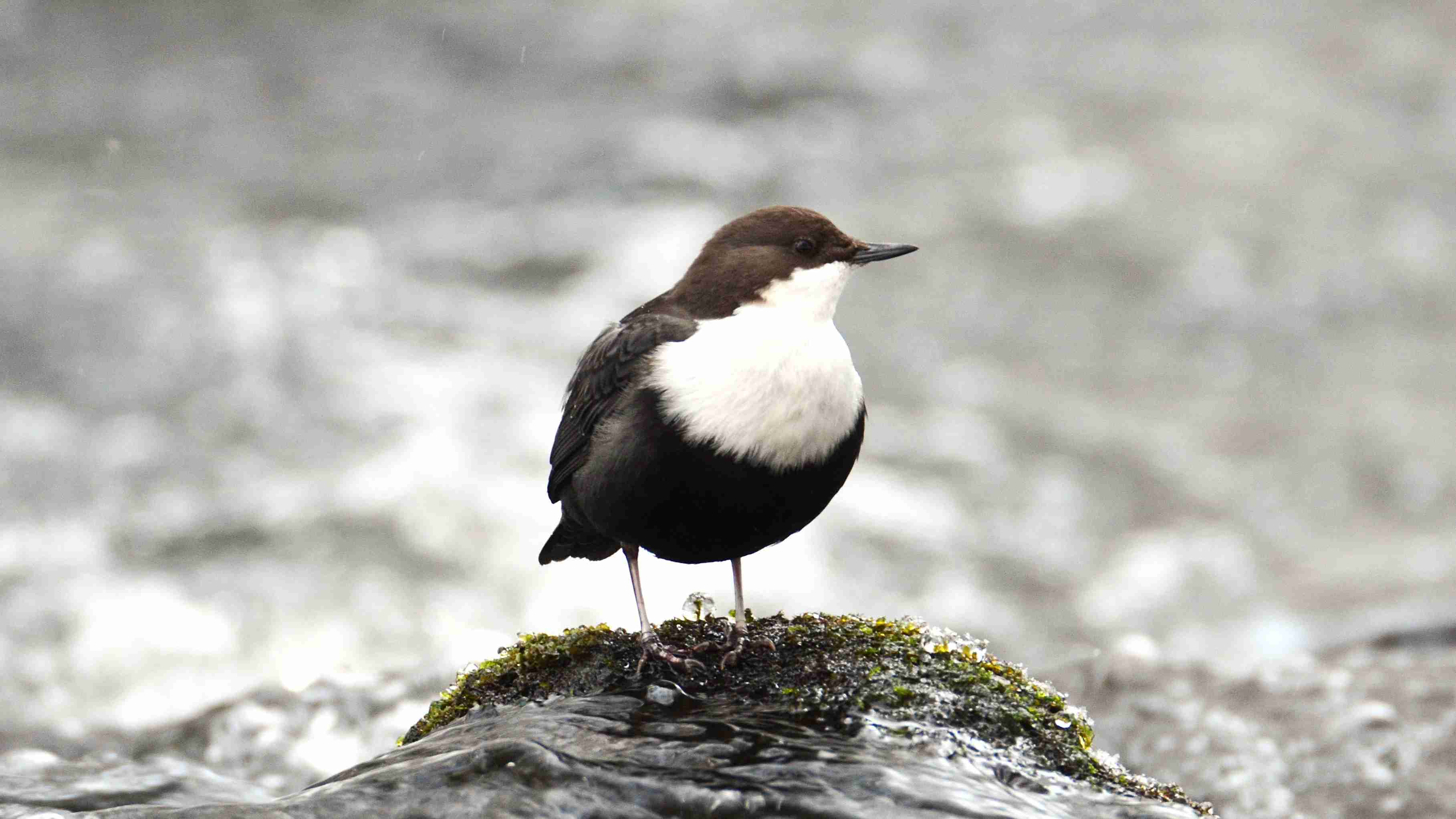 Vogelbeobachtung von Loodustaju in Südostestland