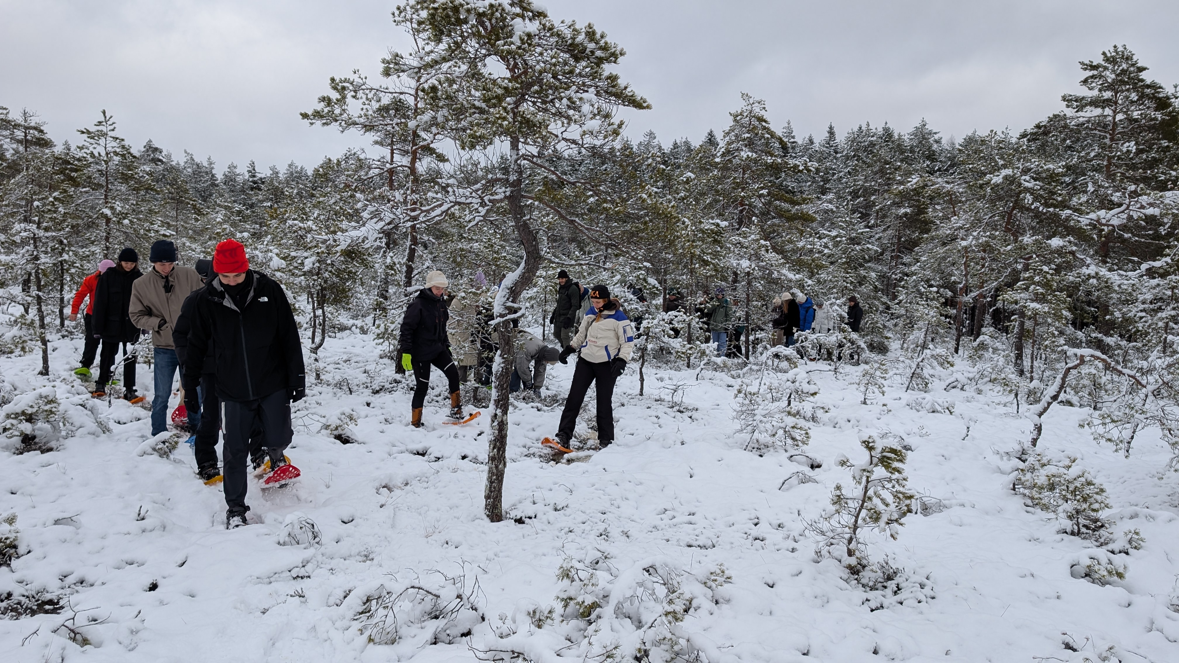 People usually think snowshoes are used only for walking on snow. They are excellent for that purpose, but they are also perfect for hiking in the bog