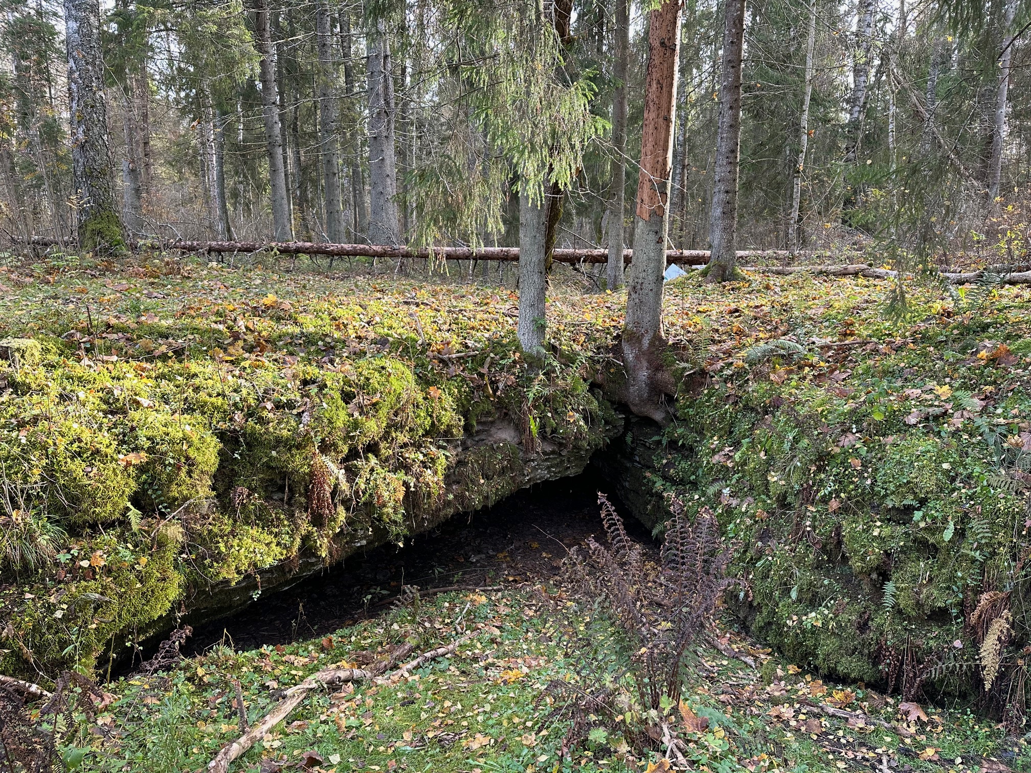 Karstikoopad Kuimetsas