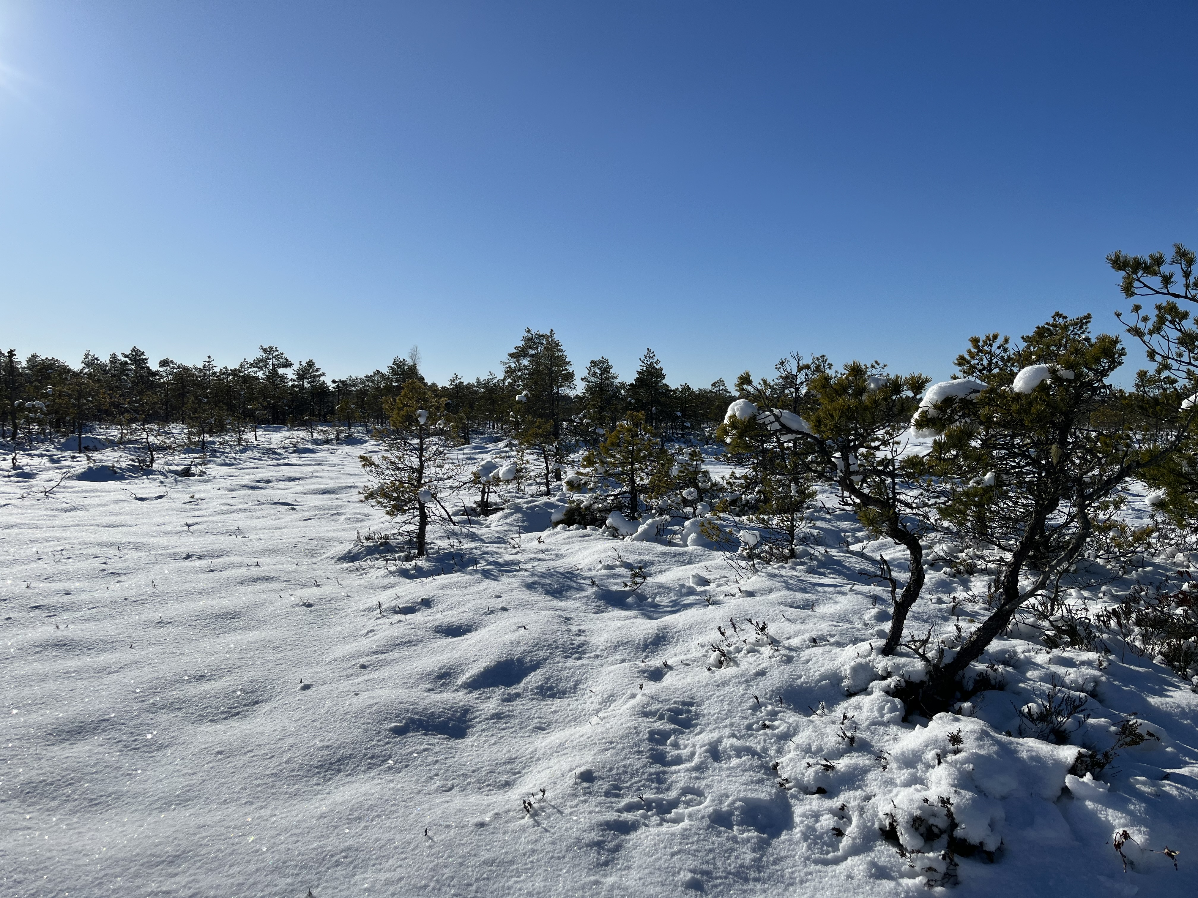 Männikjärve raba