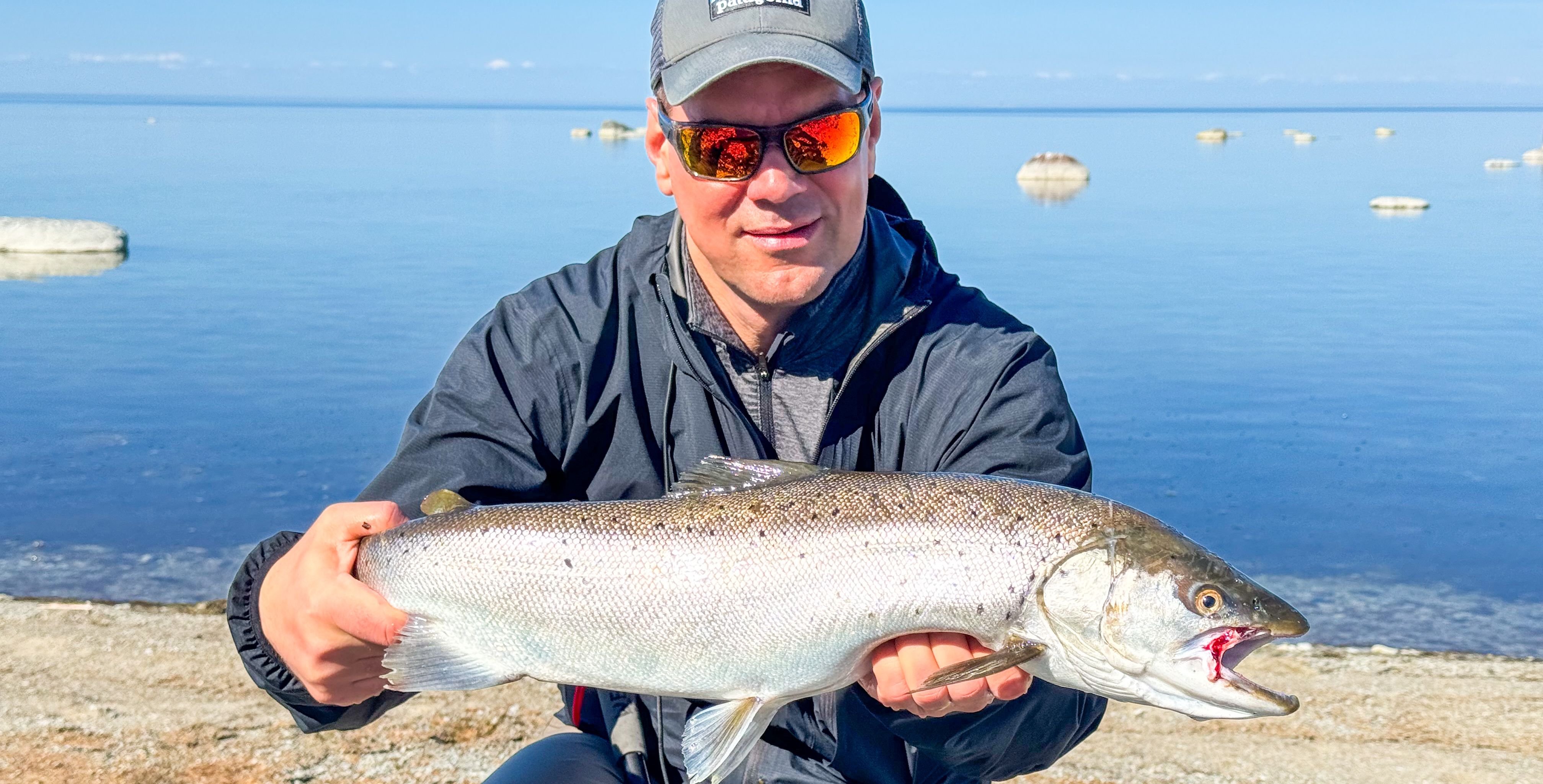 Wild sea trout