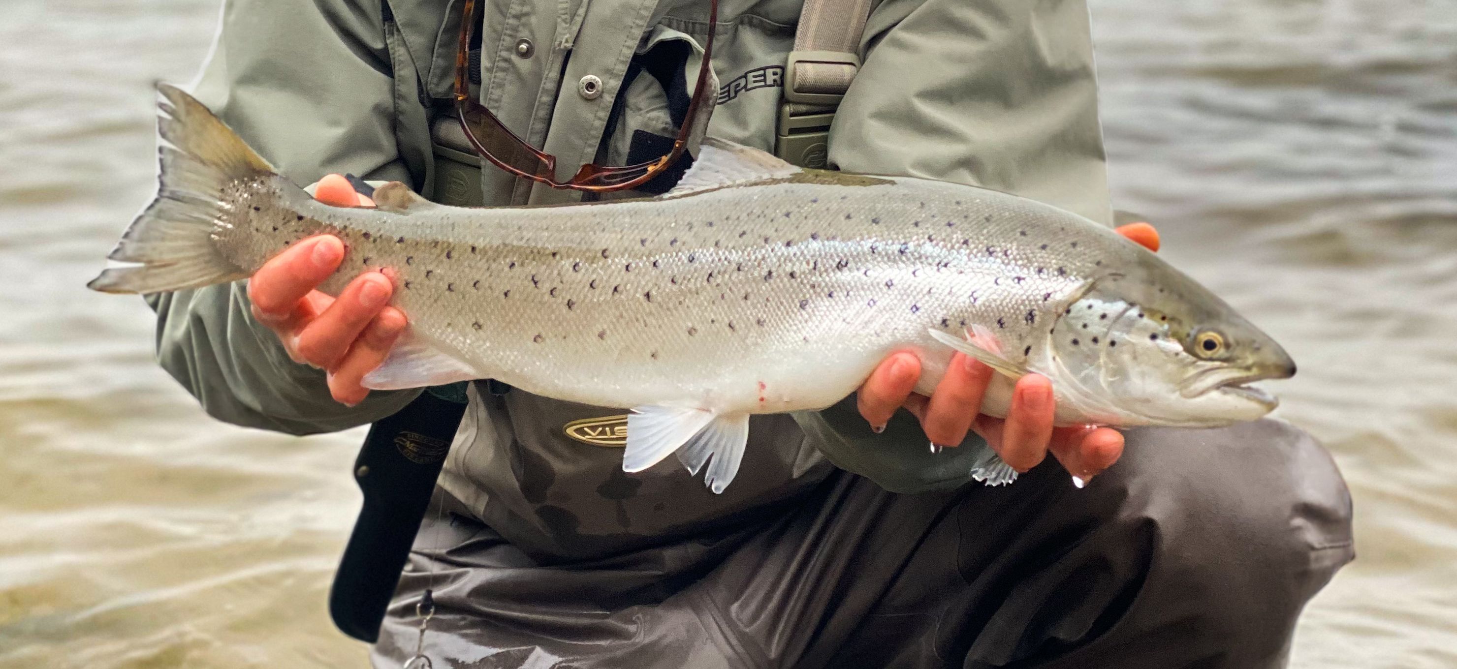 Sea trout