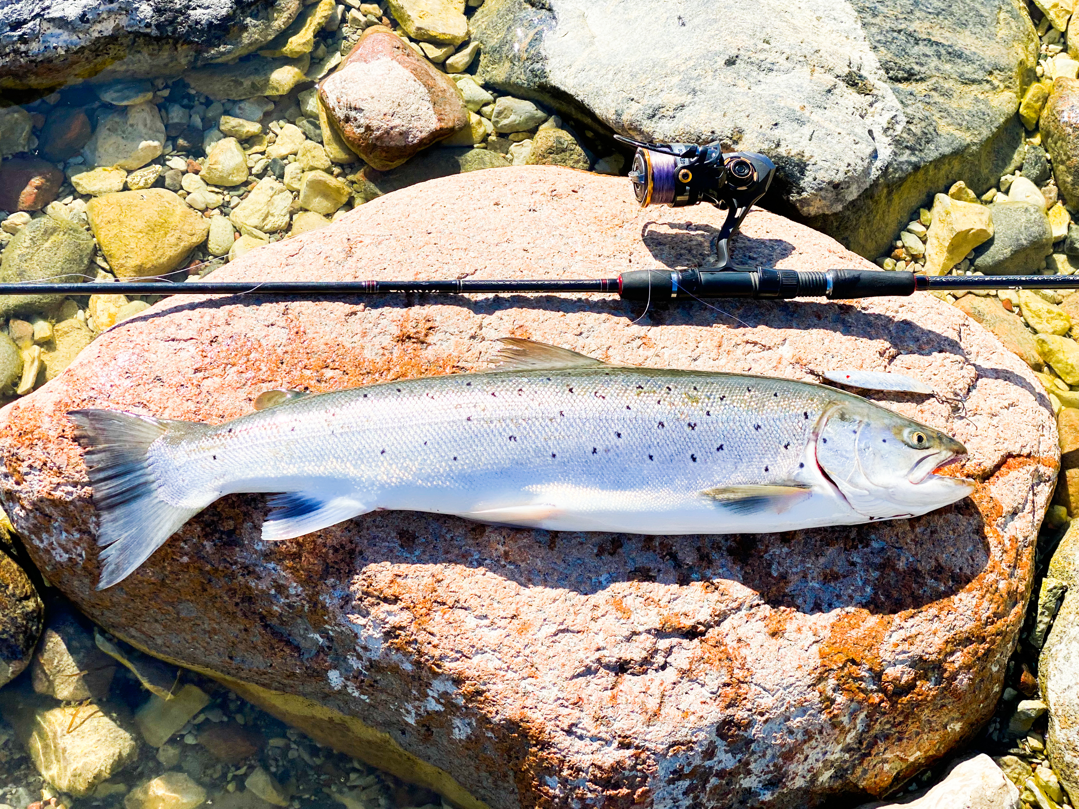 Sea trout