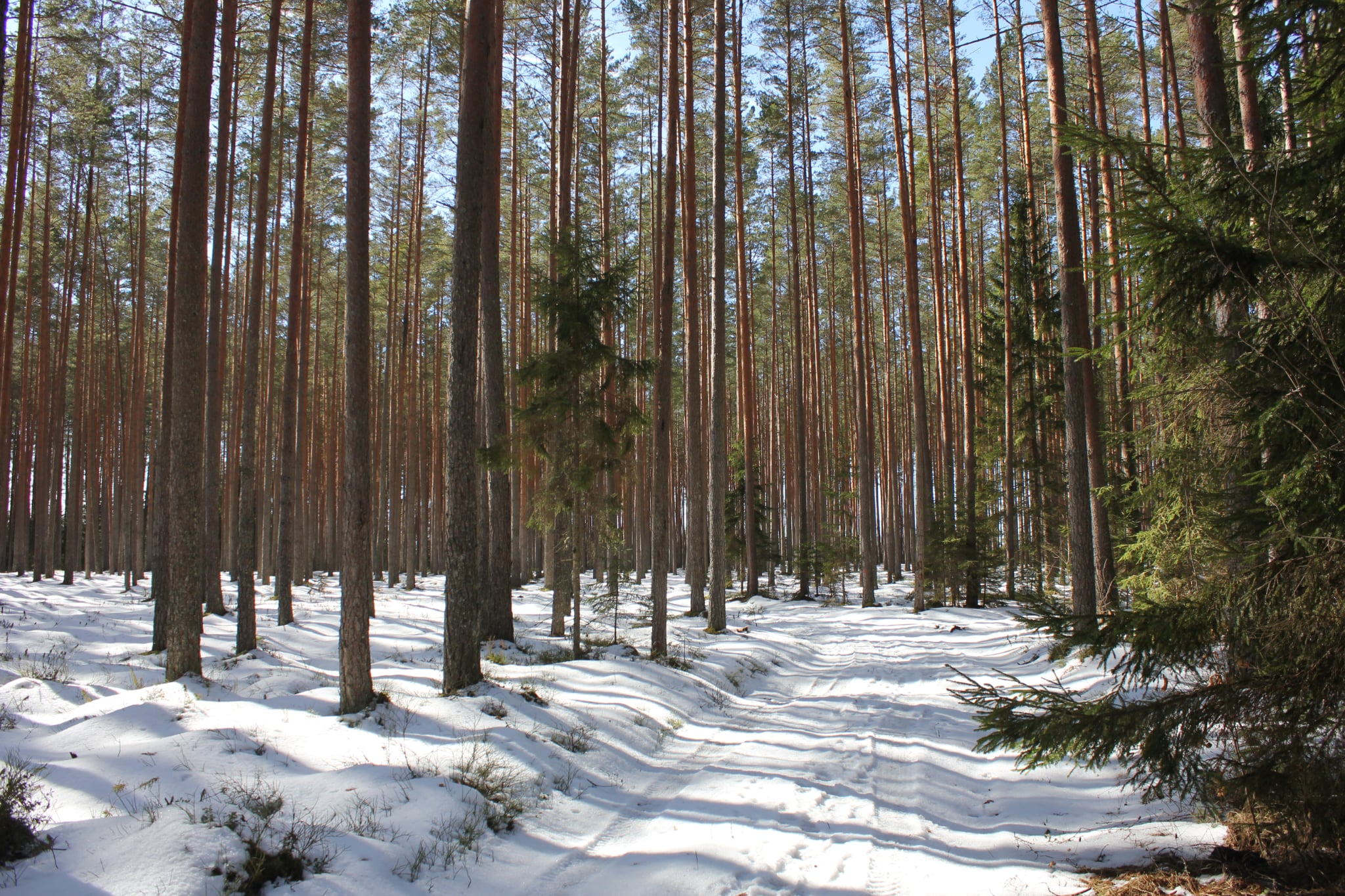 The Kaljupealse campfire site is located on the banks of the Võhandu River, in a beautiful pine forest. The riverside and high banks offer a beautiful