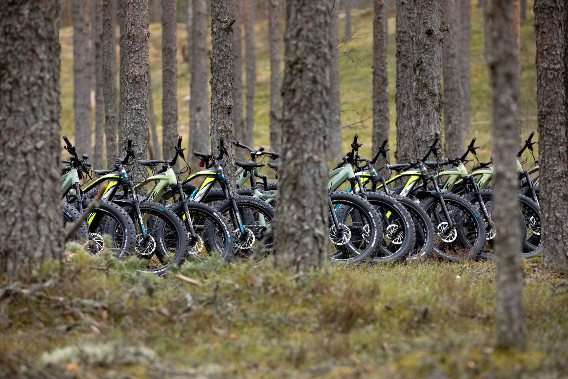 Jalgrattad Eesti metsas