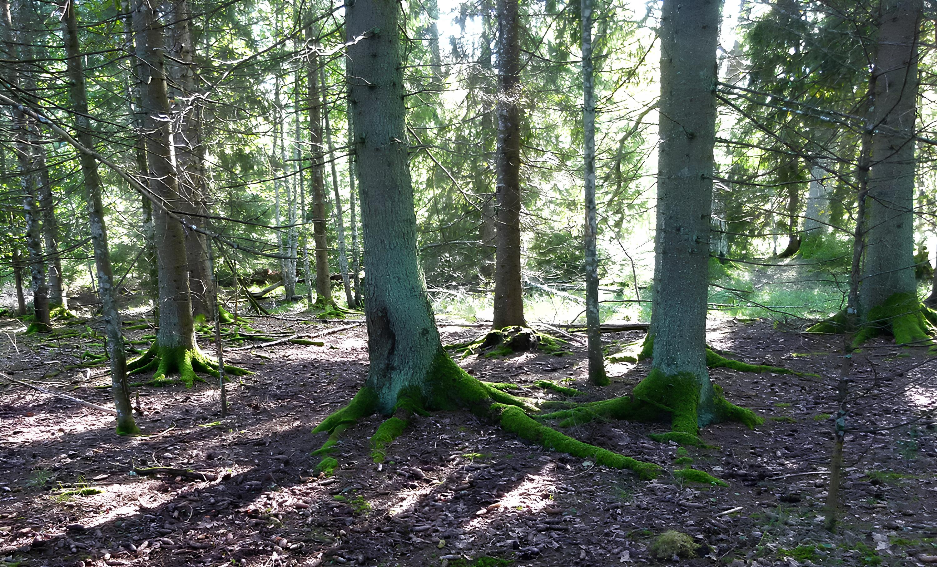 Viruna talu lähedal mets