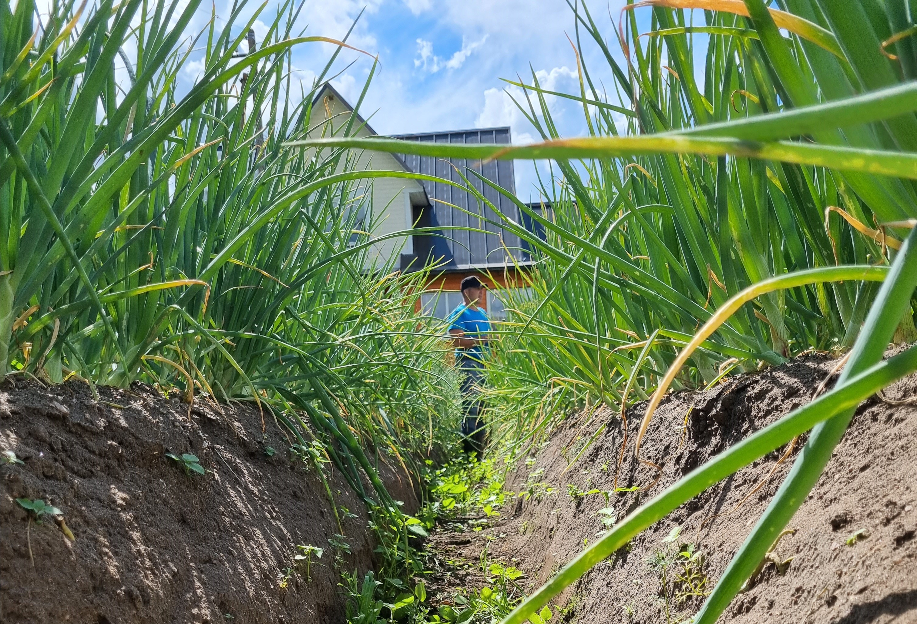 Kostja juures vaatame kuidas kohalikud sibulaid kasvatavad