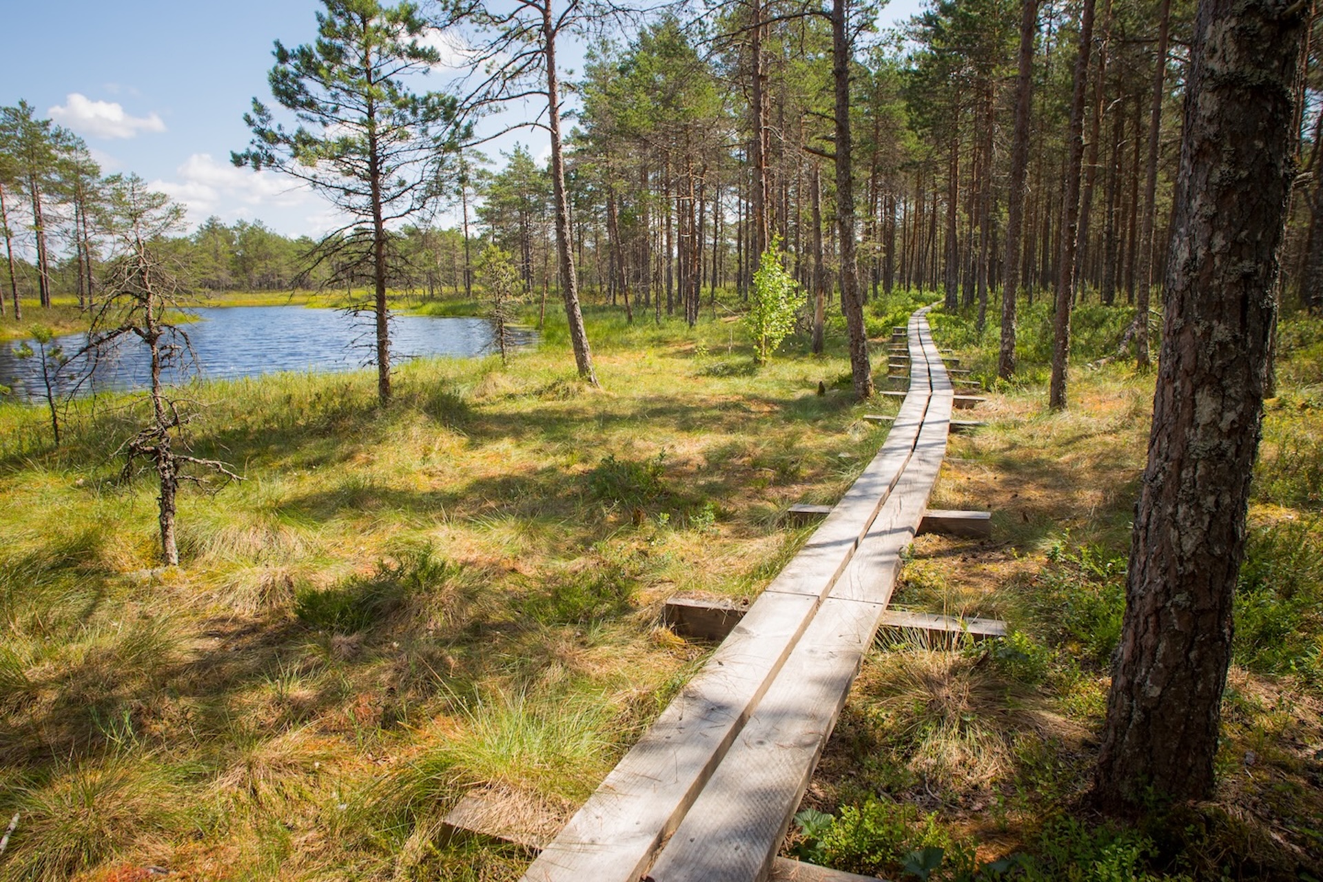 2.5 km of the trail is covered with a boardwalk, partially overlapping with Paukjärve and Jussi nature trails. The trail includes a number of camping 