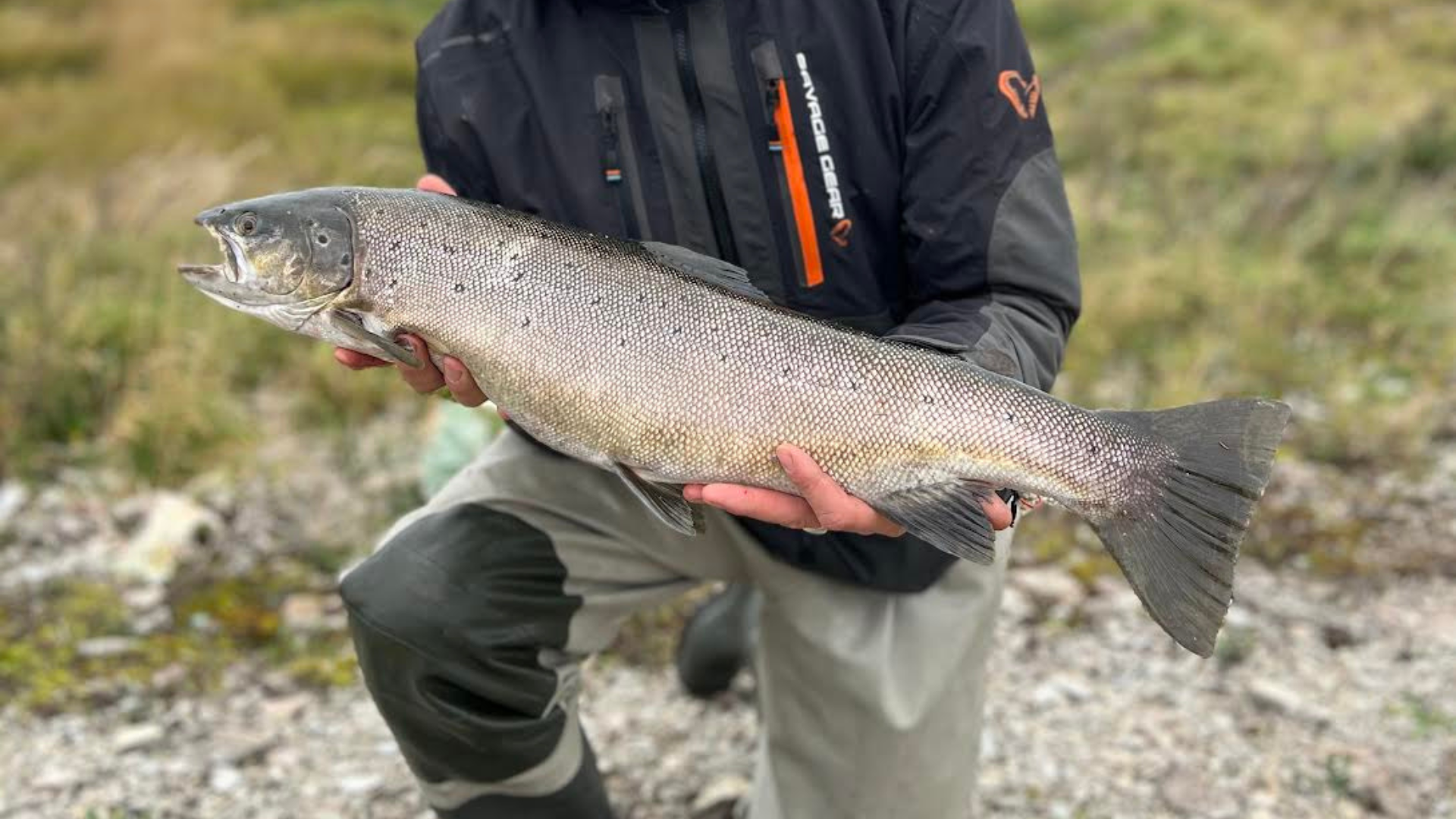 Kliendi rekord meriforell 3,2kg Saaremaal