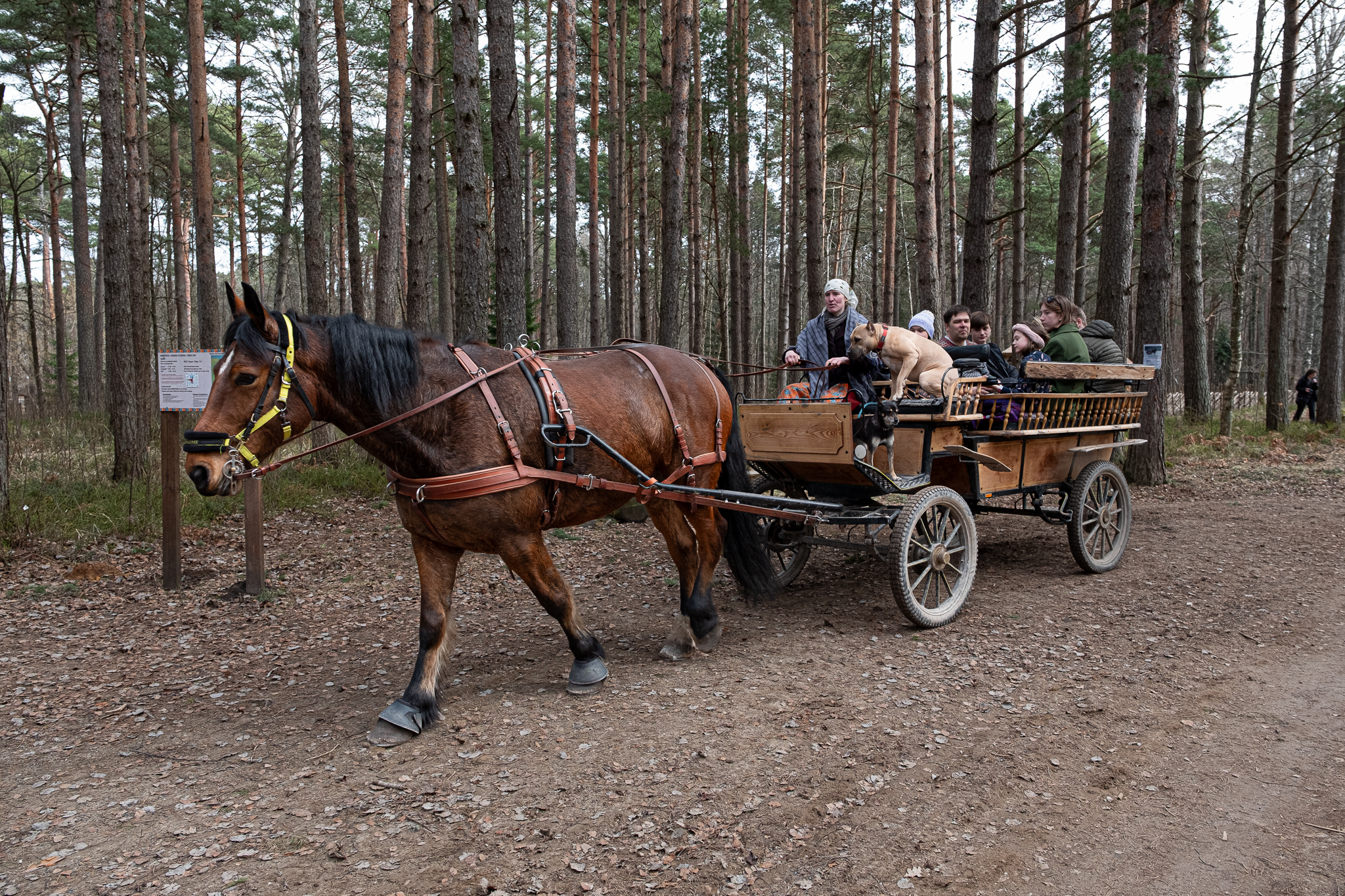 Hobusõit Eesti Vabaõhumuuseumis