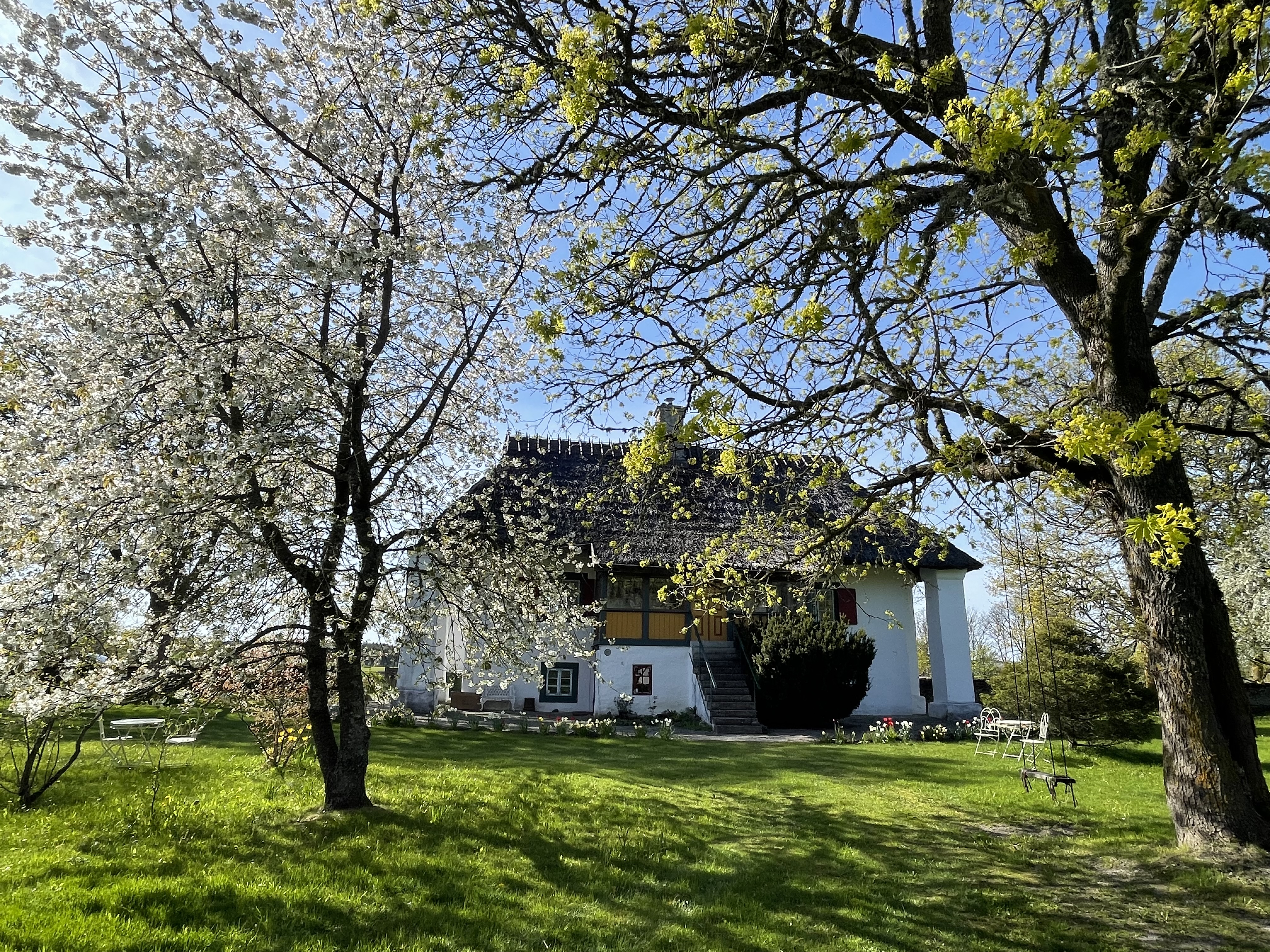 Tõlluste mõisapargi kirsid