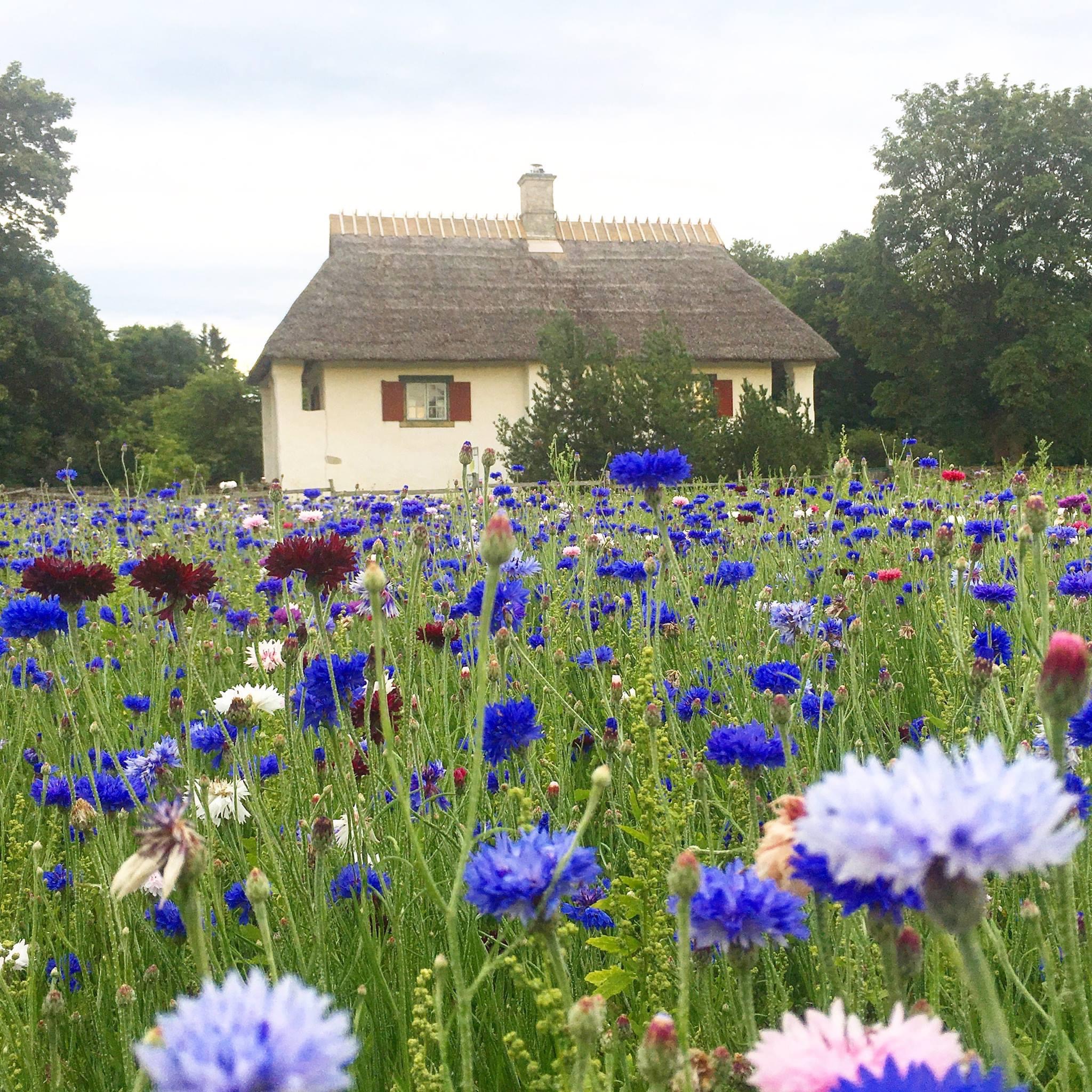 Tõlluste Villa rukkililleväljal