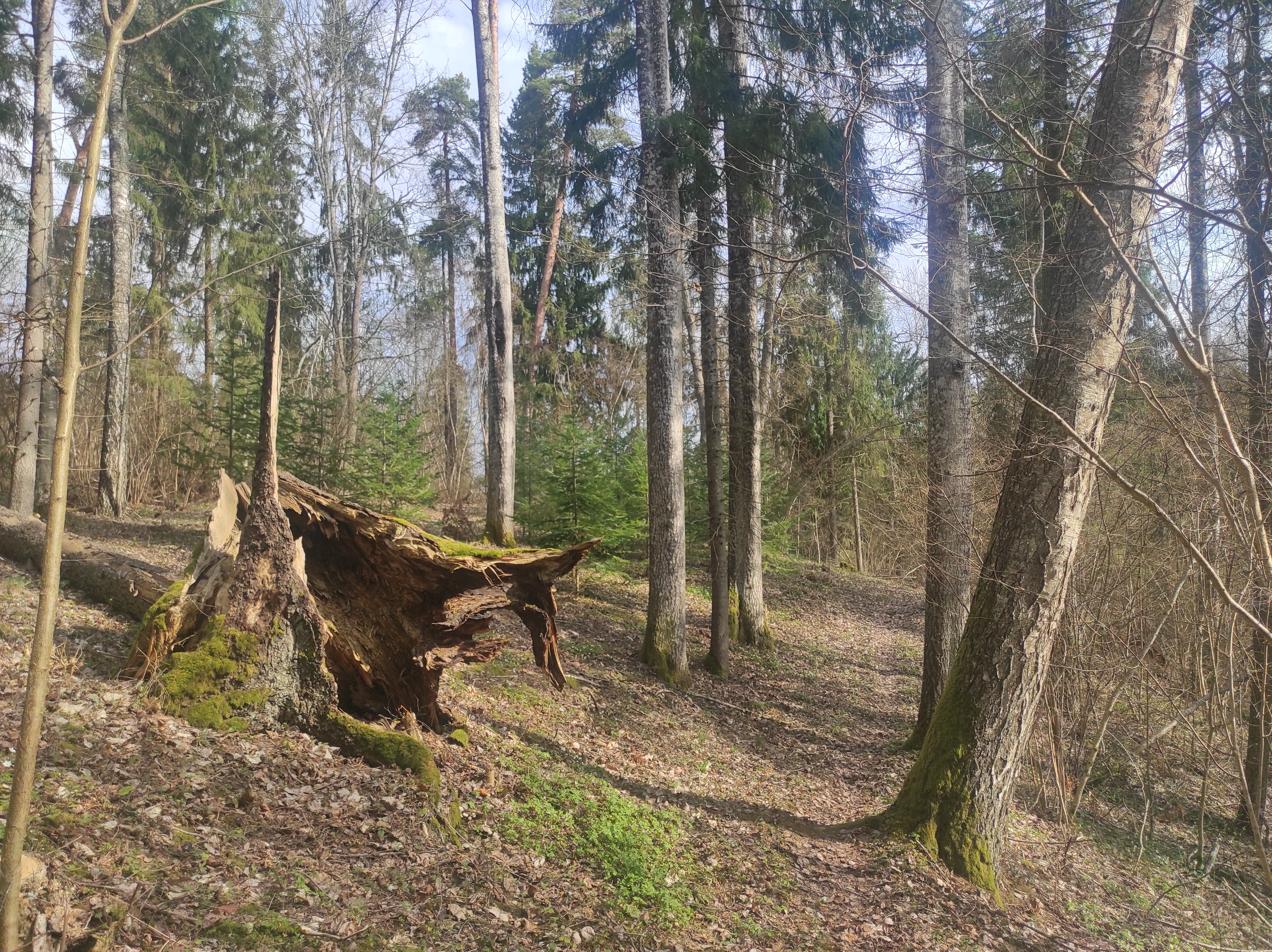 Sangaste Metsapargi rada