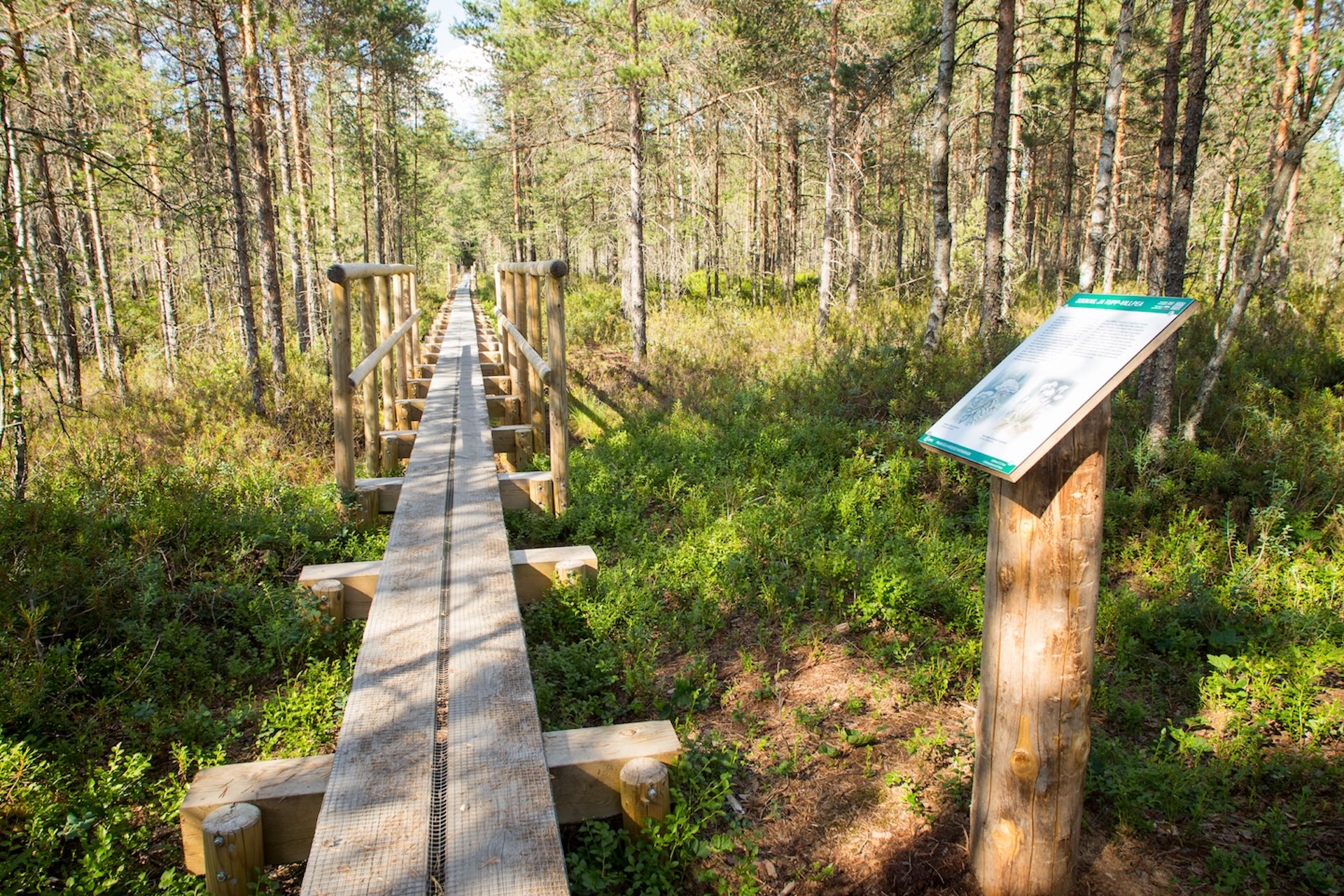 800 m garš koka laipu posms Paunküla kalnu pārgājienu takā