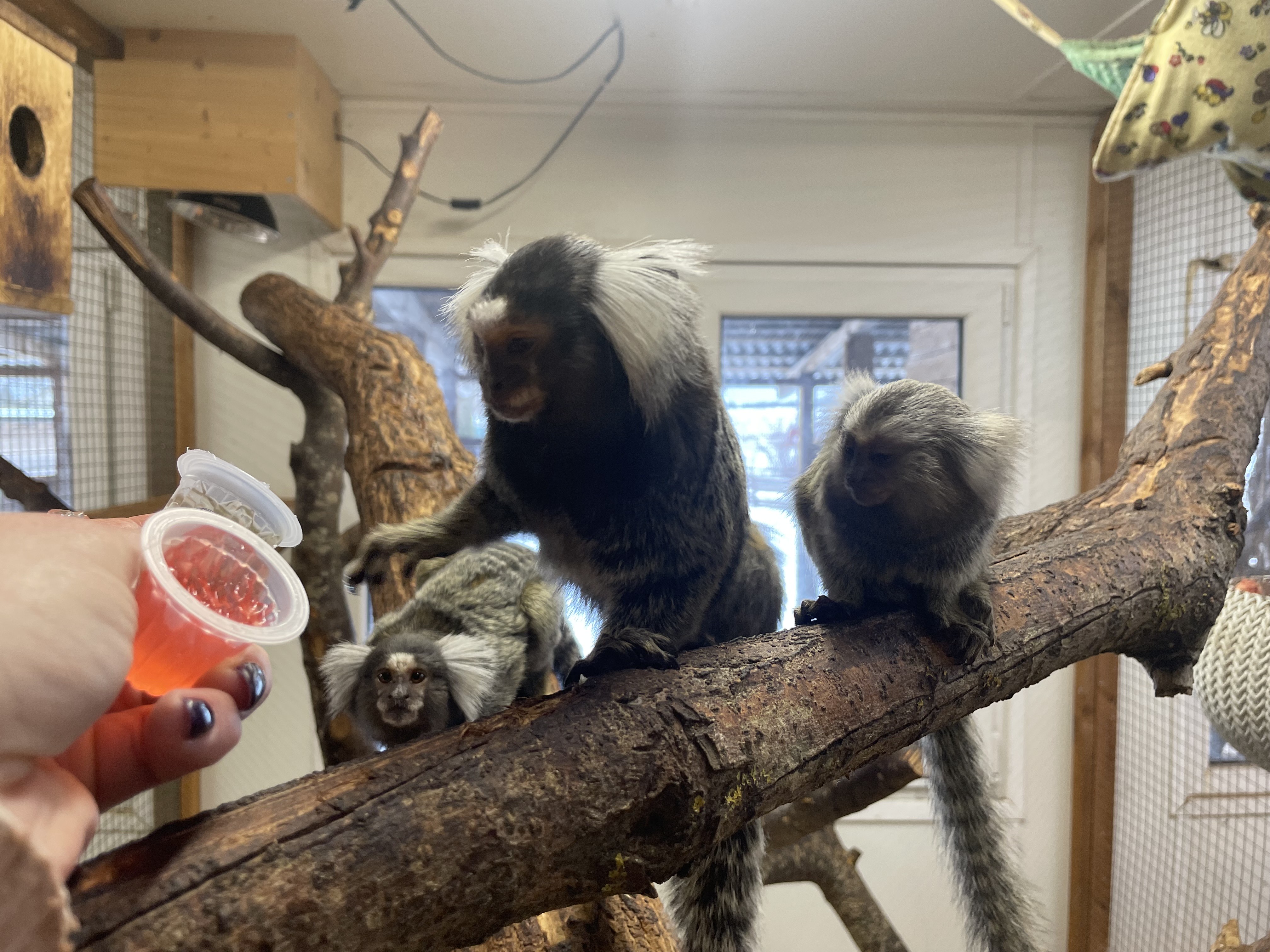 Valgetups marmosetid
