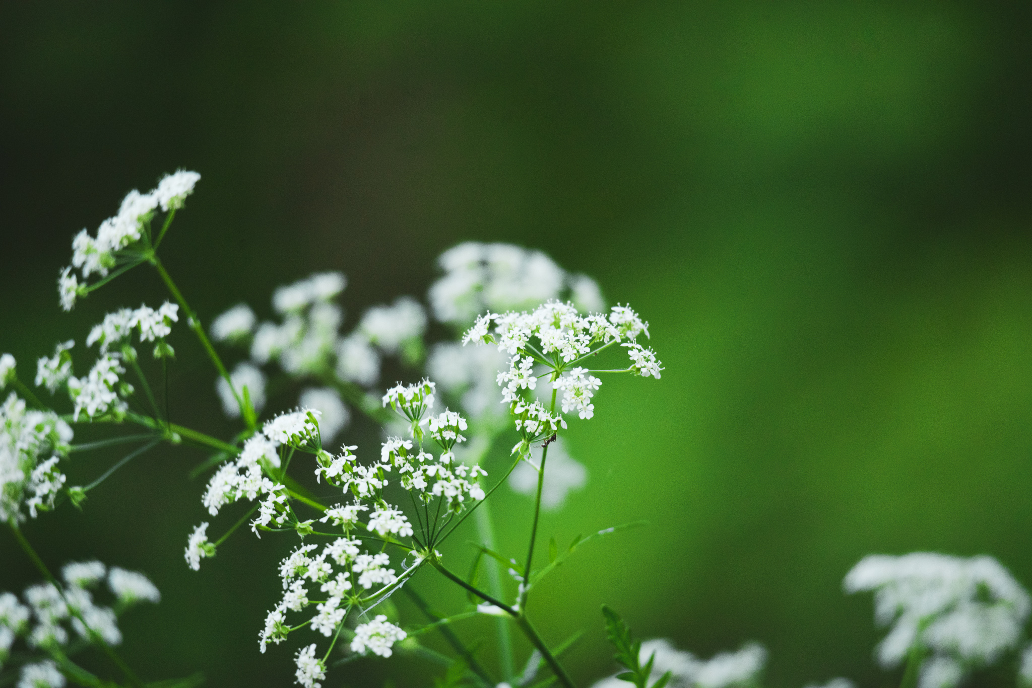 Harakputk (Anthriscus sylvestris)