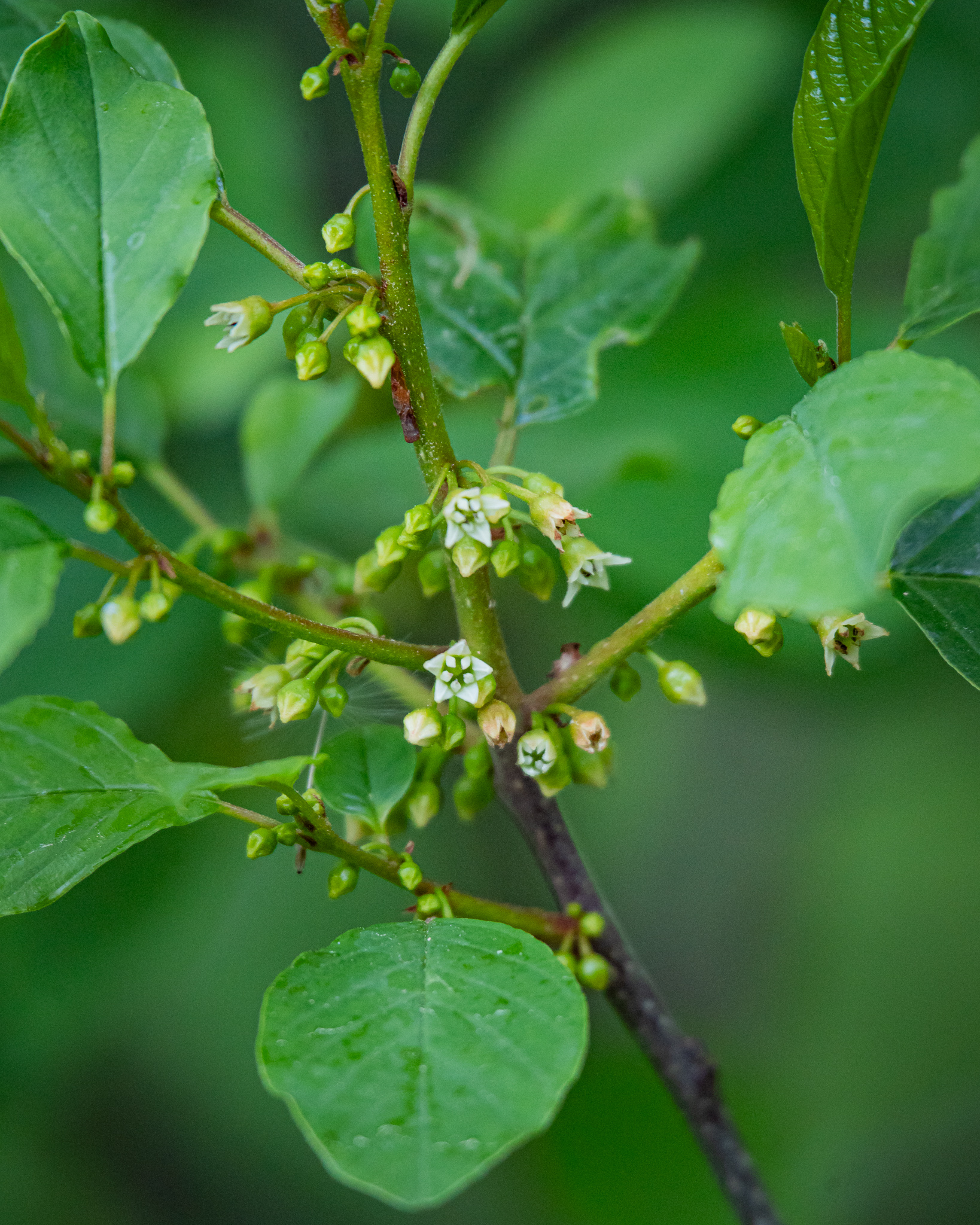 Paakspuu (Rhamnus frangula)