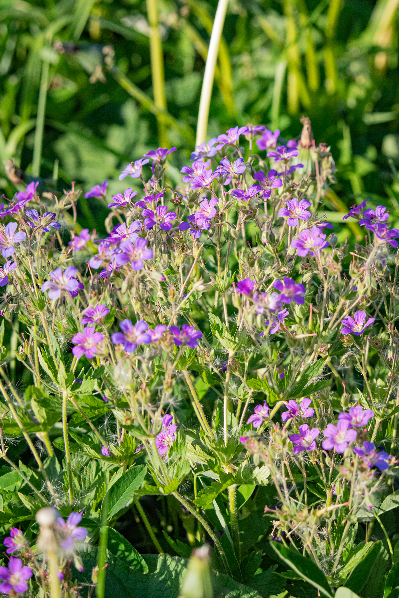 Kurereha (Geranium)
