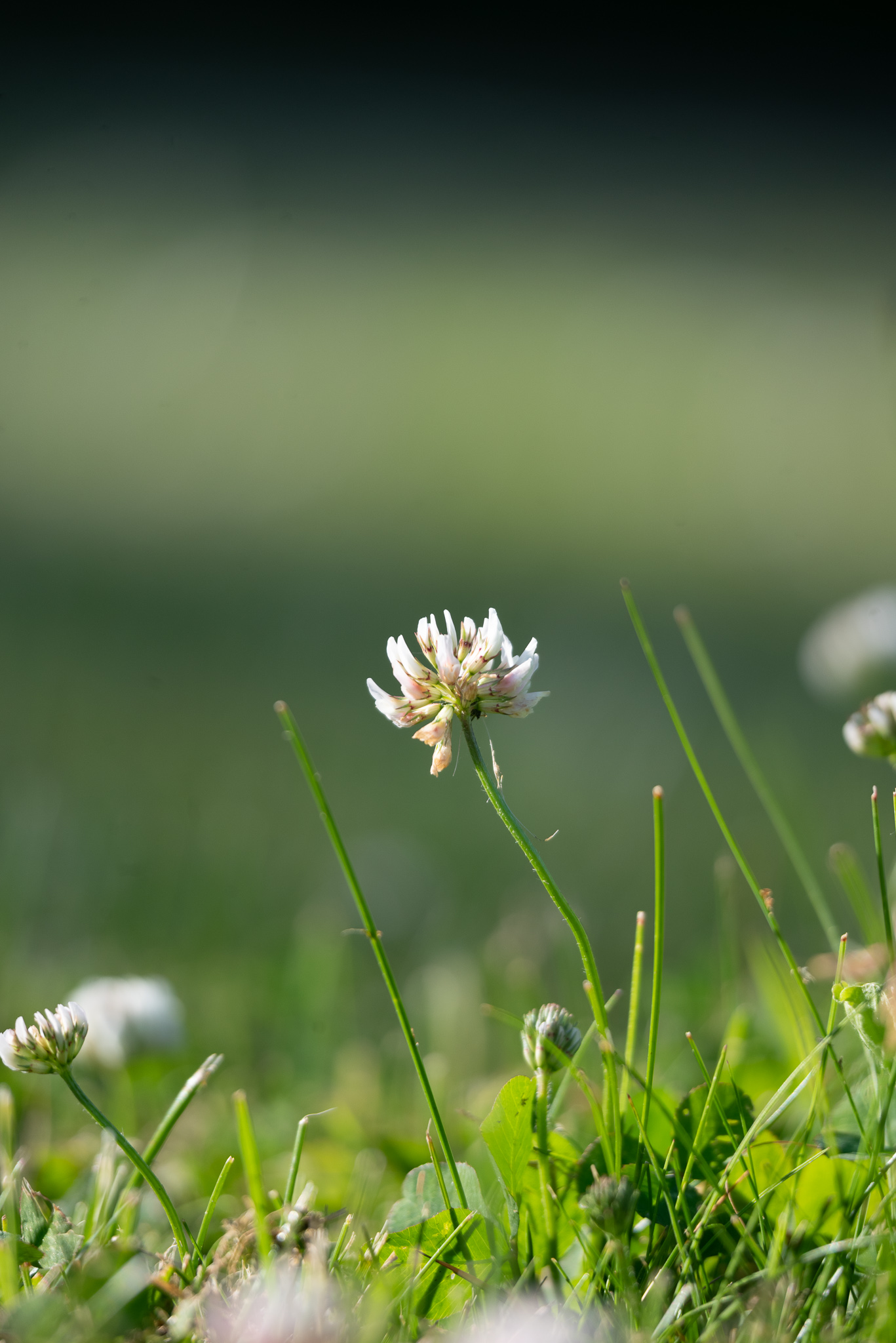 Valge Ristik (Trifolium repens)
