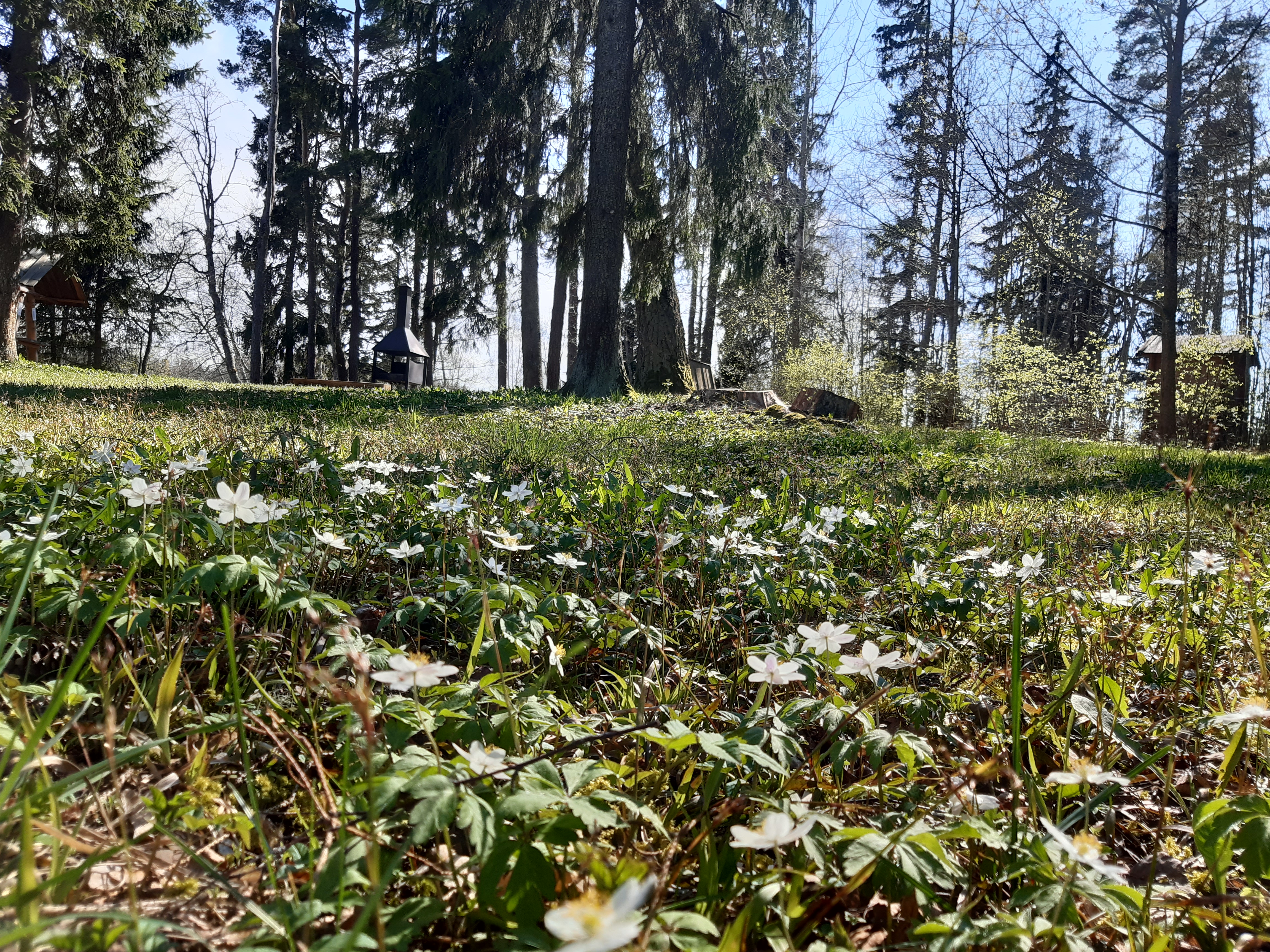 Spring-green grilling spot by Pangodi Lake
