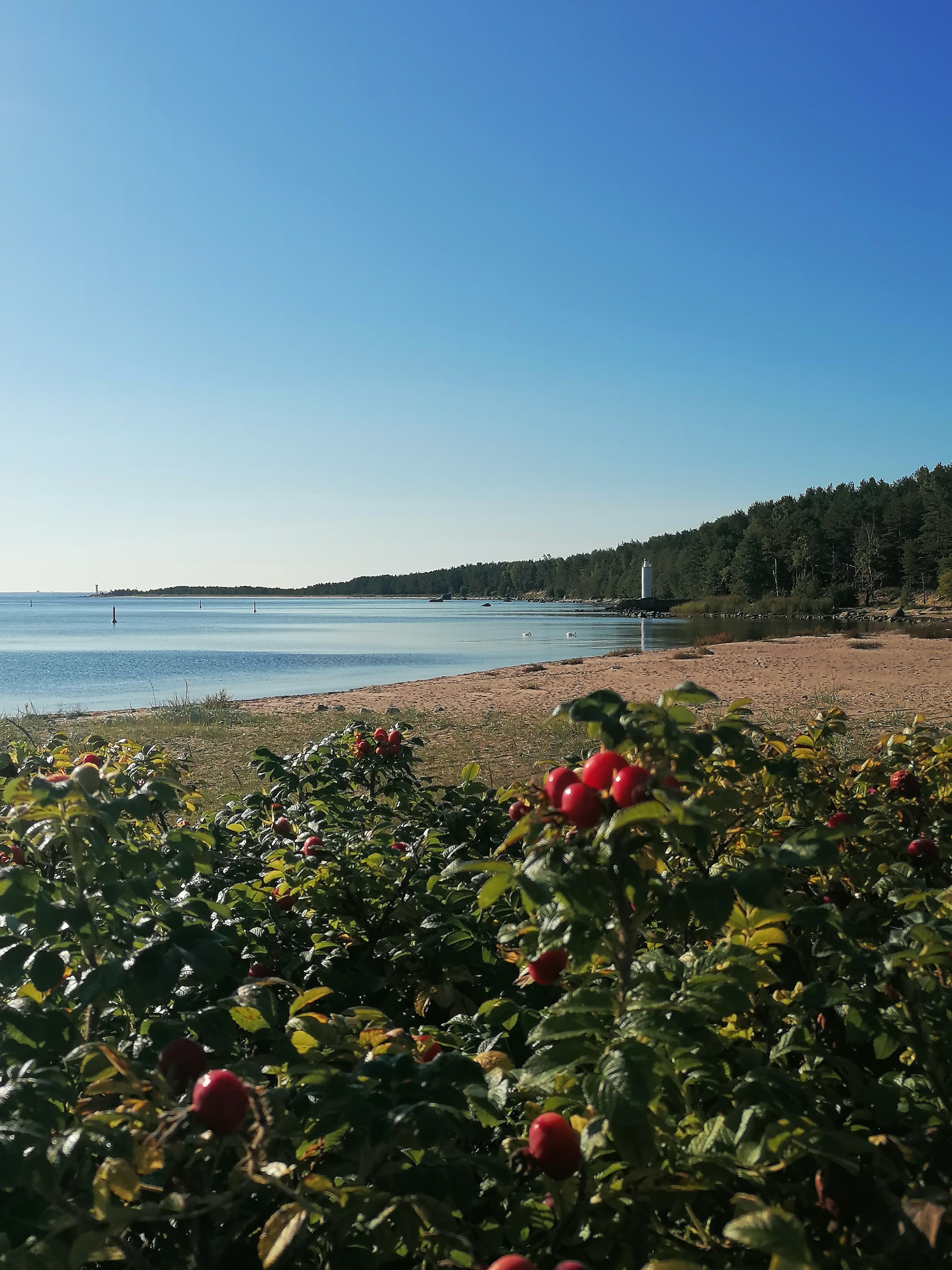 Naissaare sadama rand.