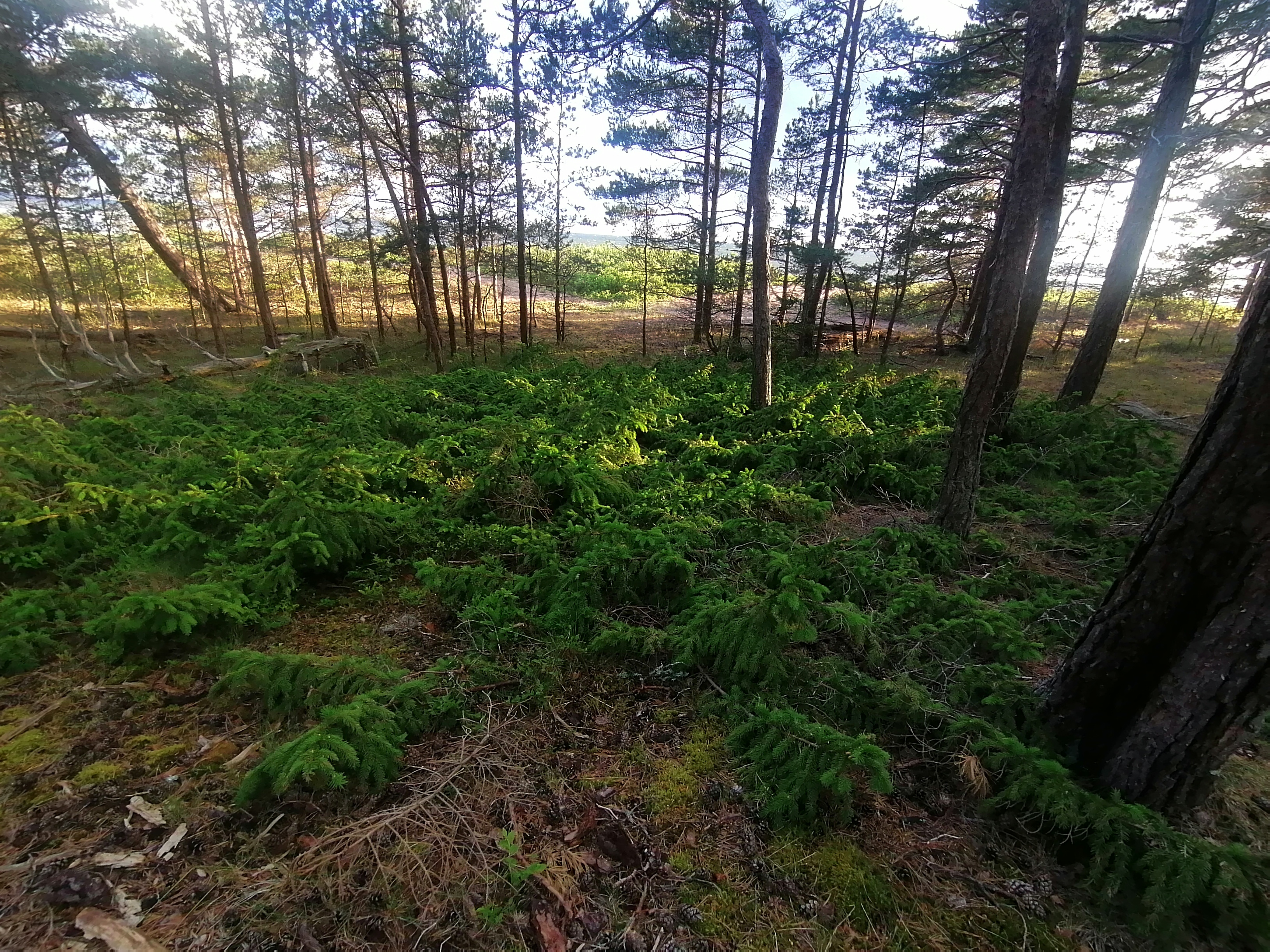 Träski kuusk-roomav kuusk Naissaare lääne kaldal.