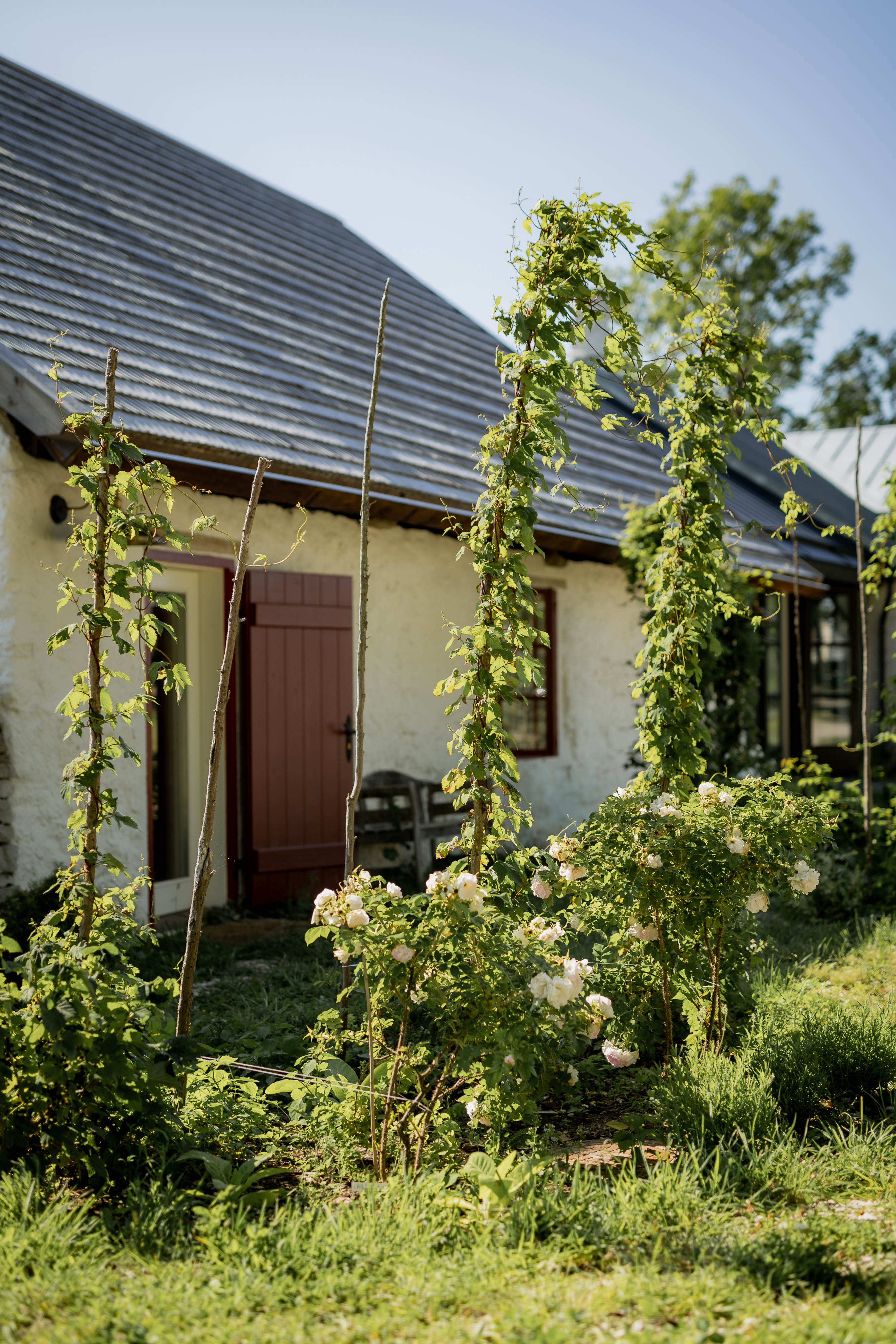 Pilguse Residency - Cattle House