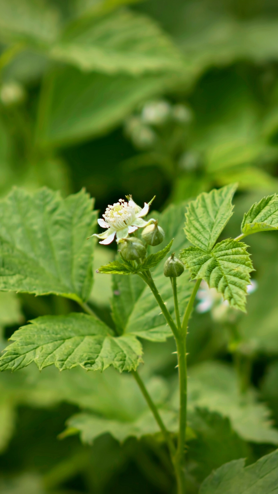 Harilik vaarikas (Rubus idaeus)