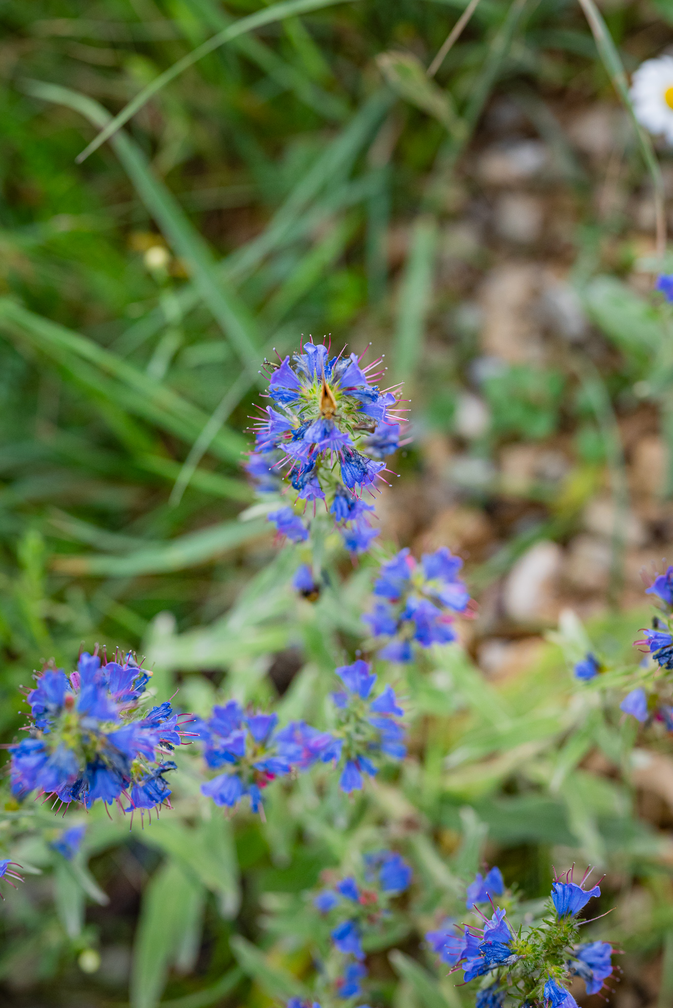 Ussikeel (Echium vulgare)