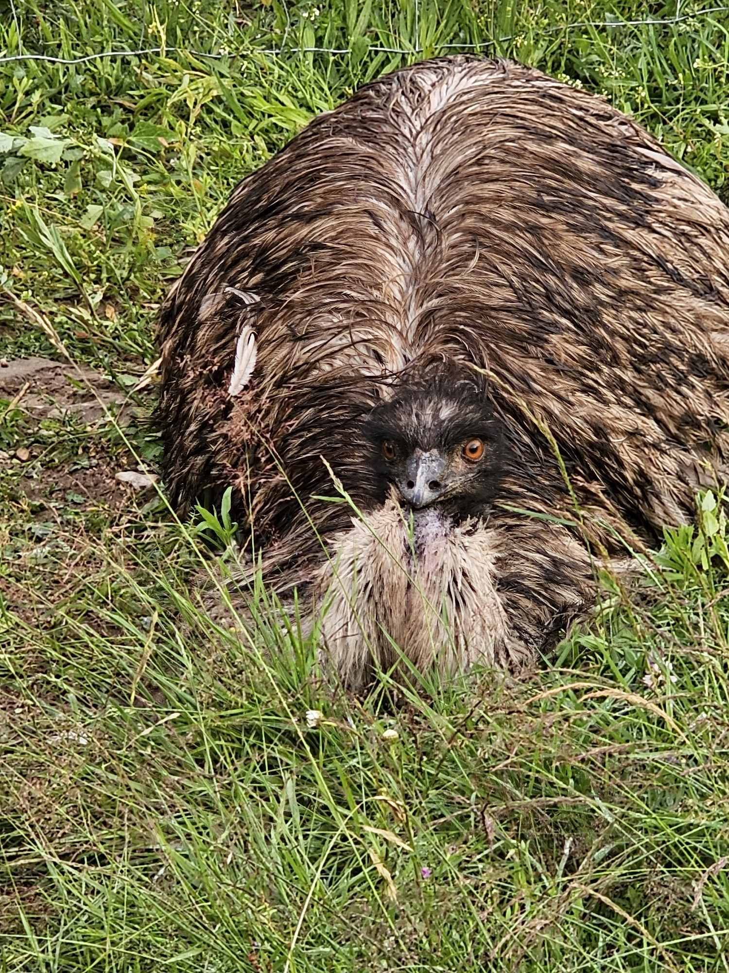 Emu - madalam kui muru