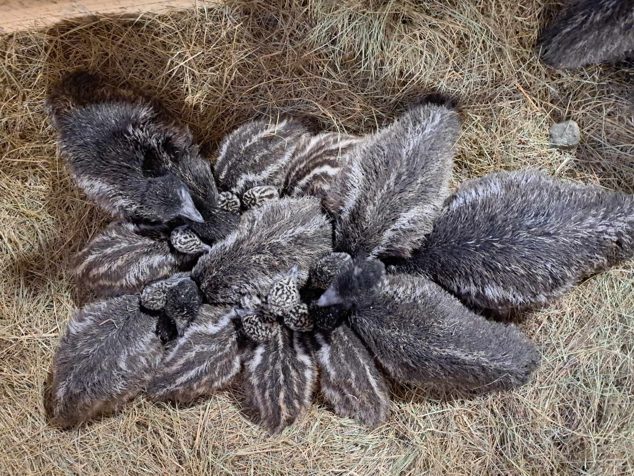 Emu tibud