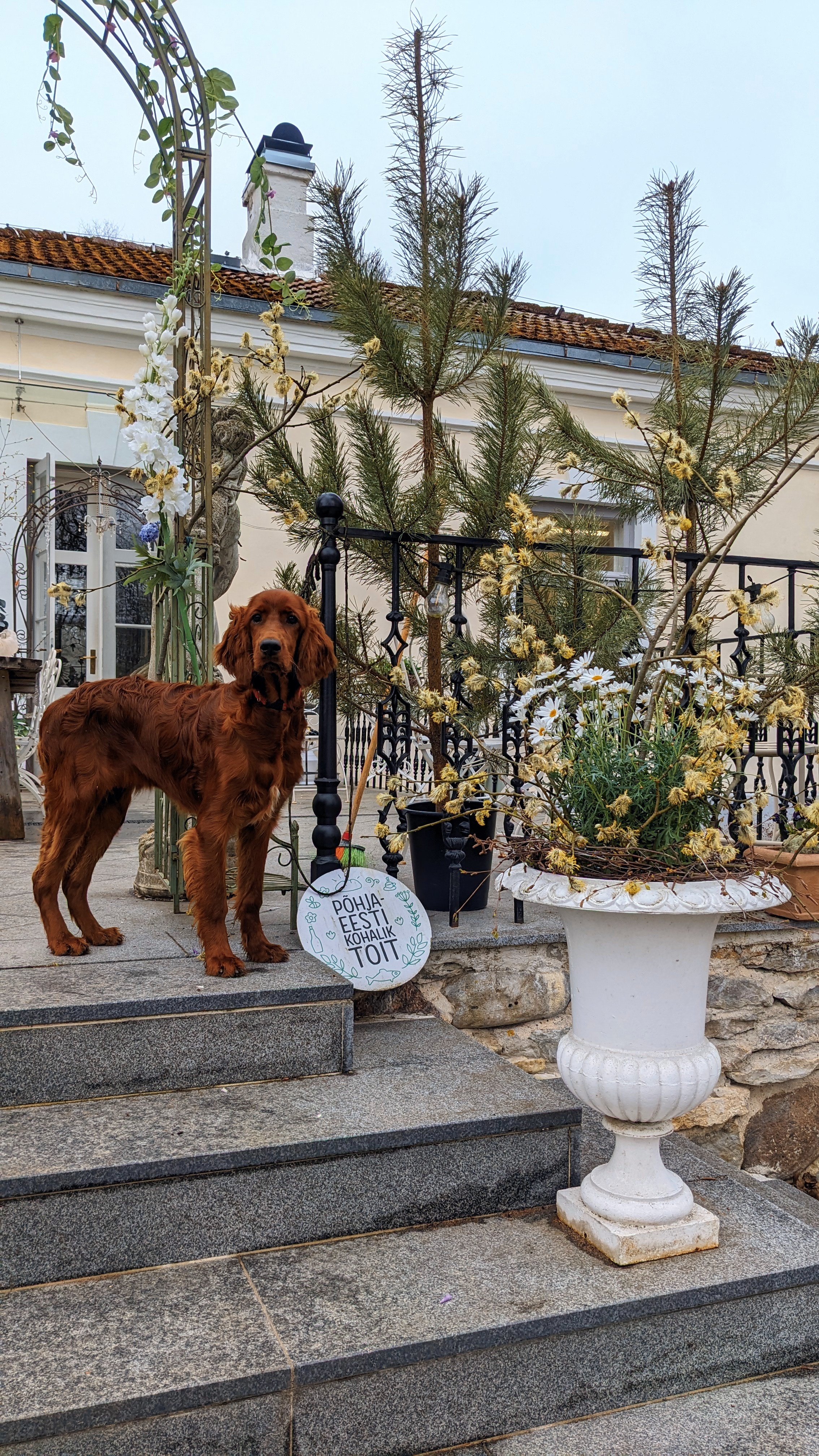 Mõisakutsu! Kõik koerad on oodatud!