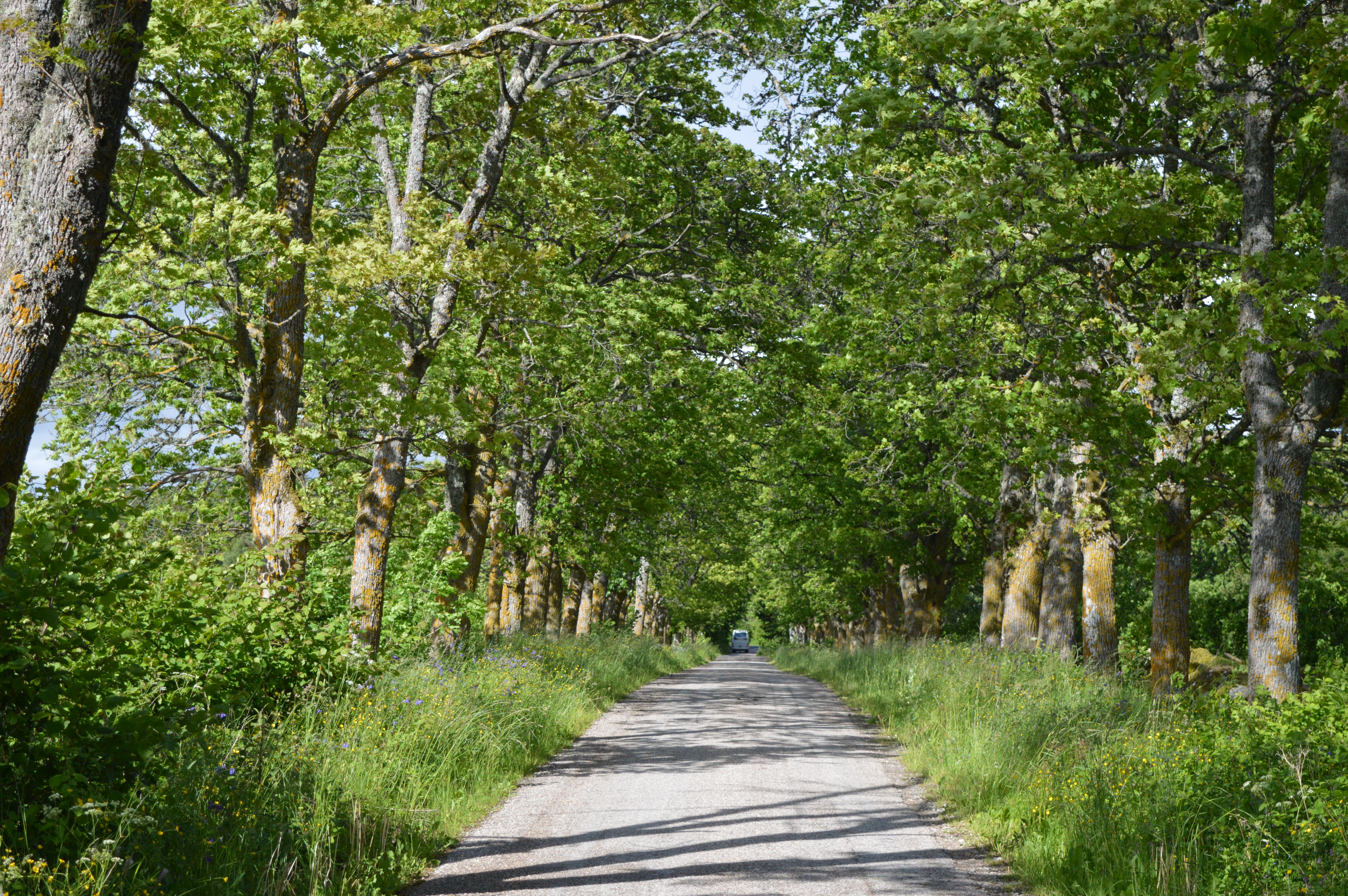 Allee külastuskeskusesse