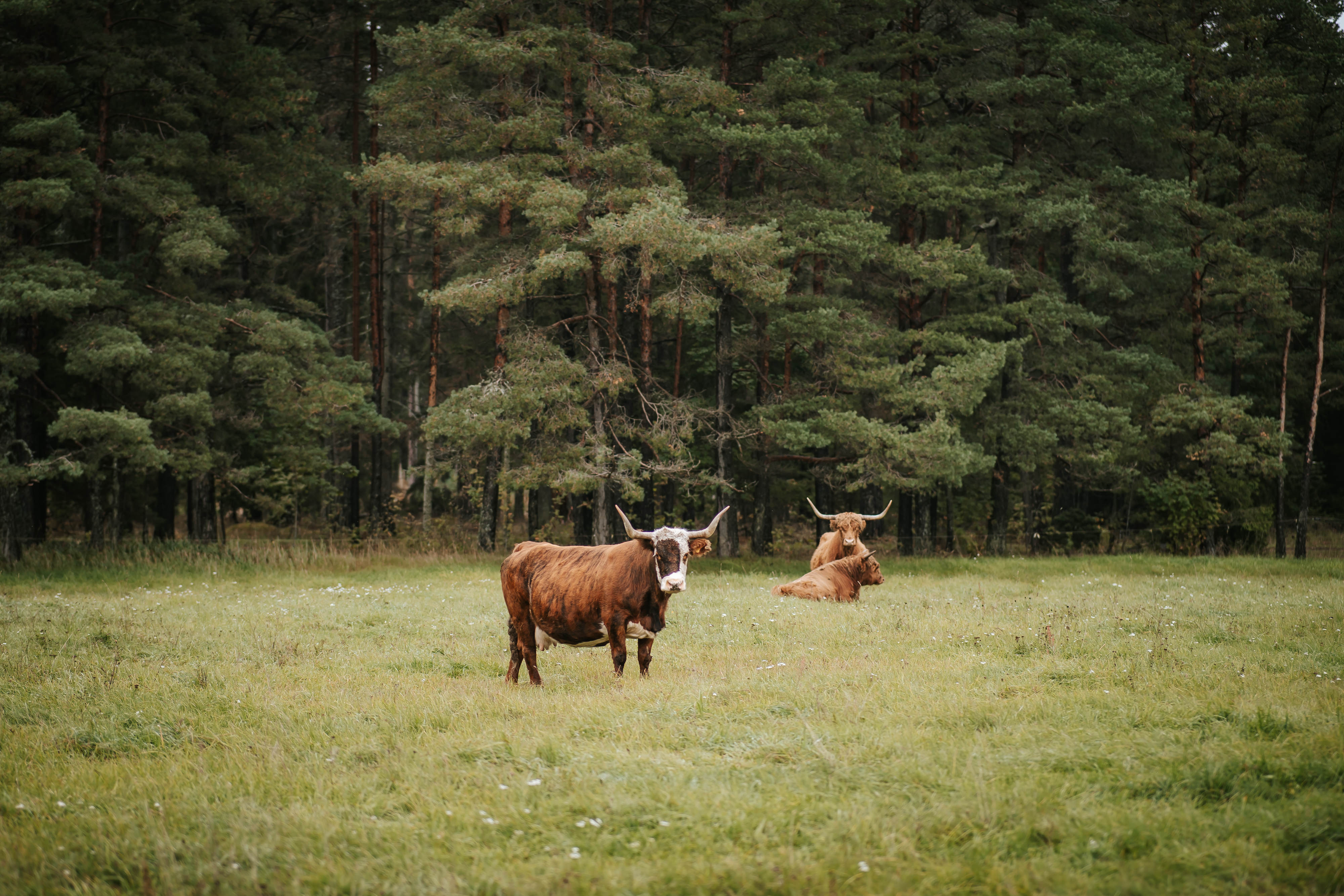 Vormsis näkee ystävällistä karjaa!