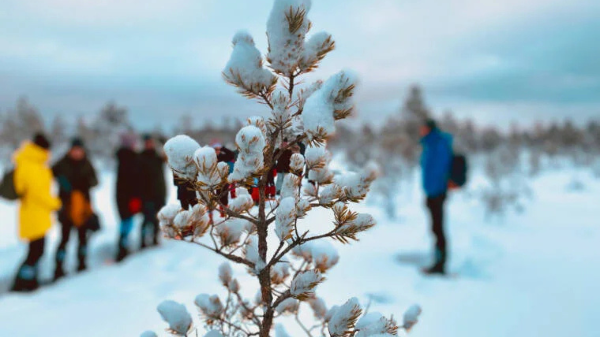 Snowshoe Hike in Kakerdaja Bog