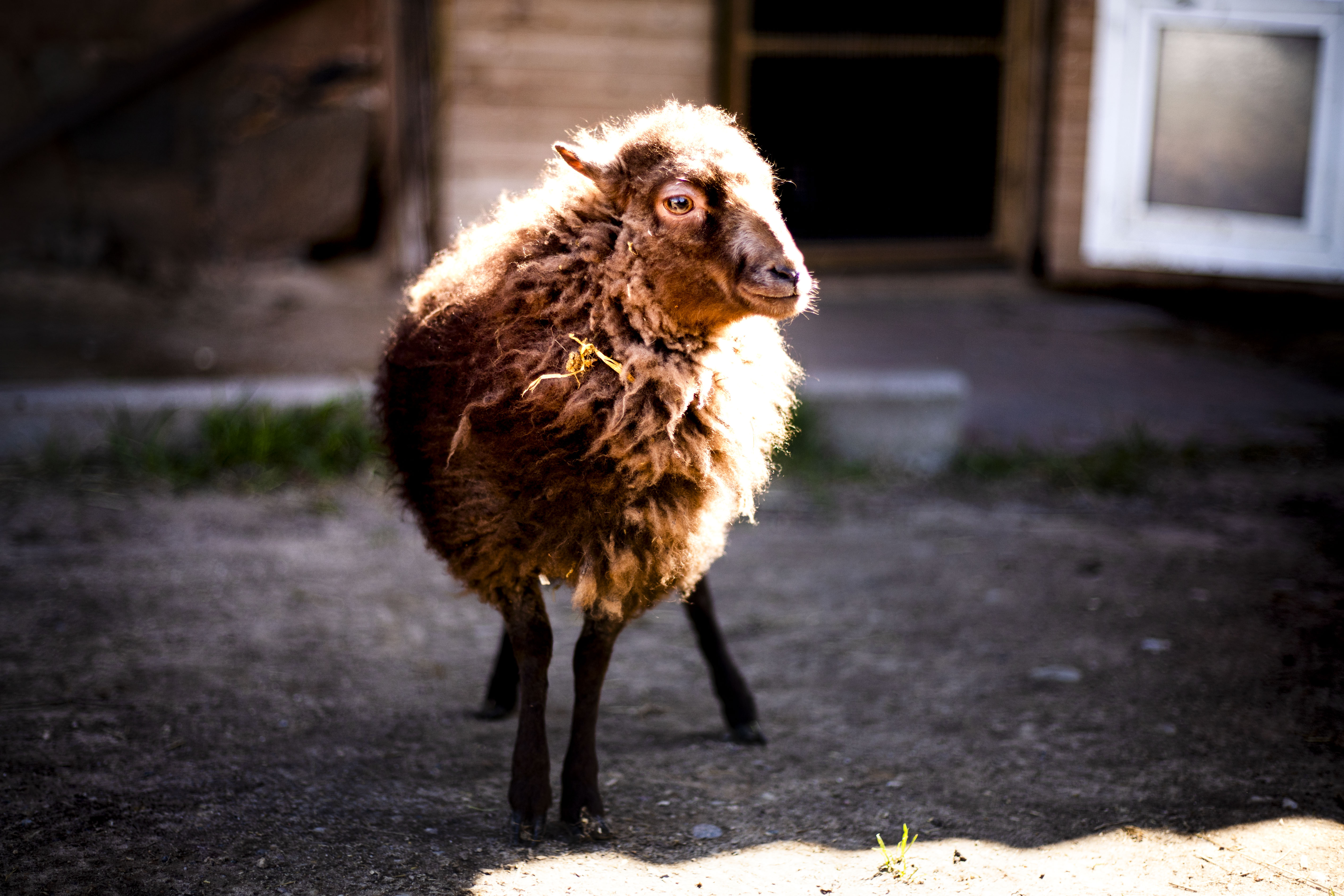 Hobitalu "Talu ja loomad" lammas Clara