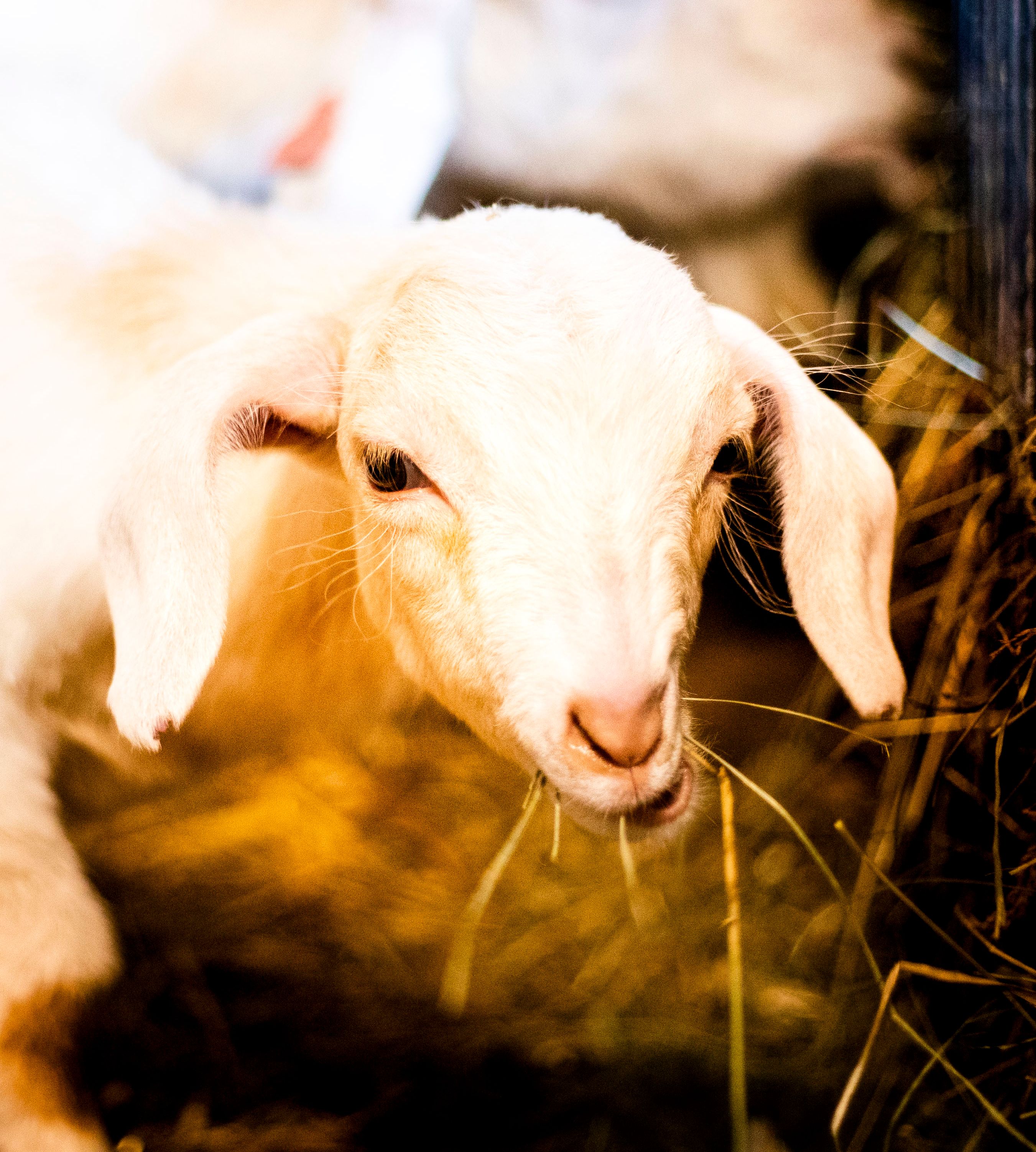 Hobitalu "Talu ja loomad" kits Macchiato